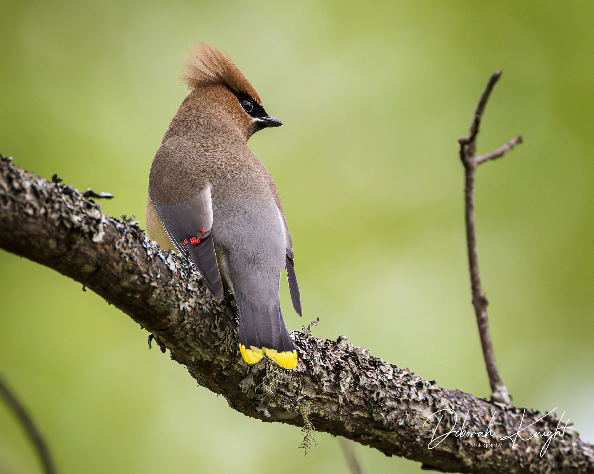 Cedar Waxwing