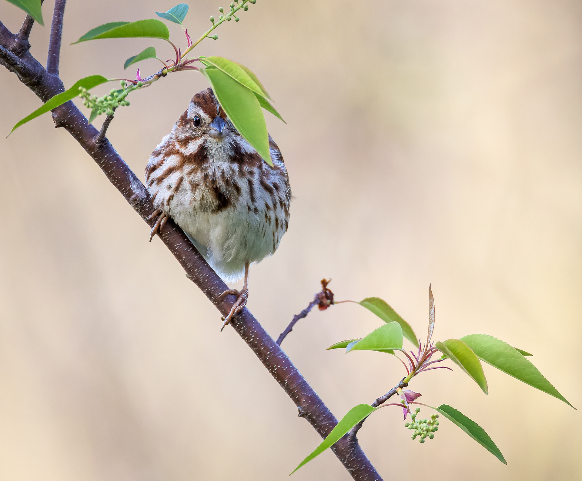 Song Sparrow