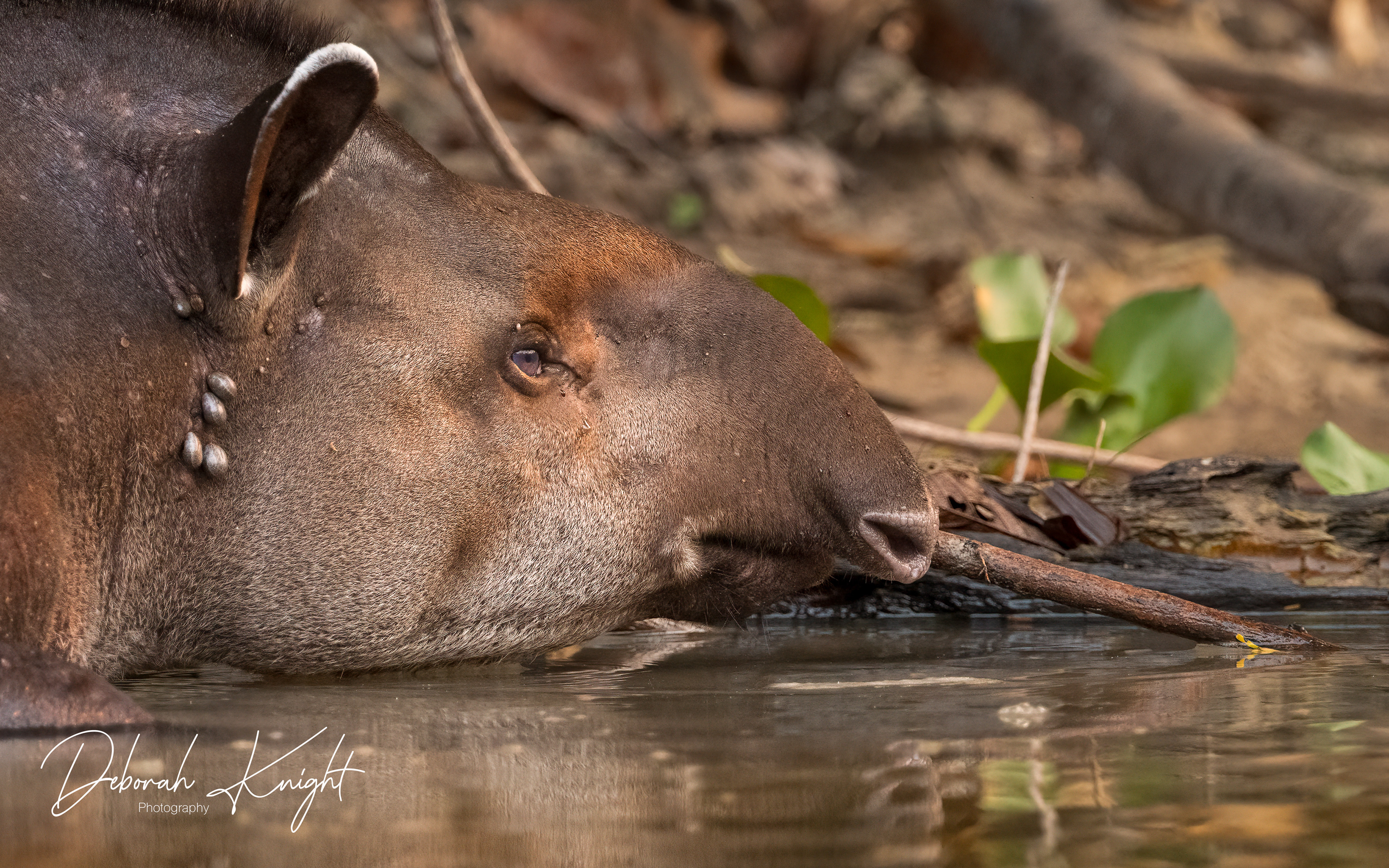 Brazilian Tapir