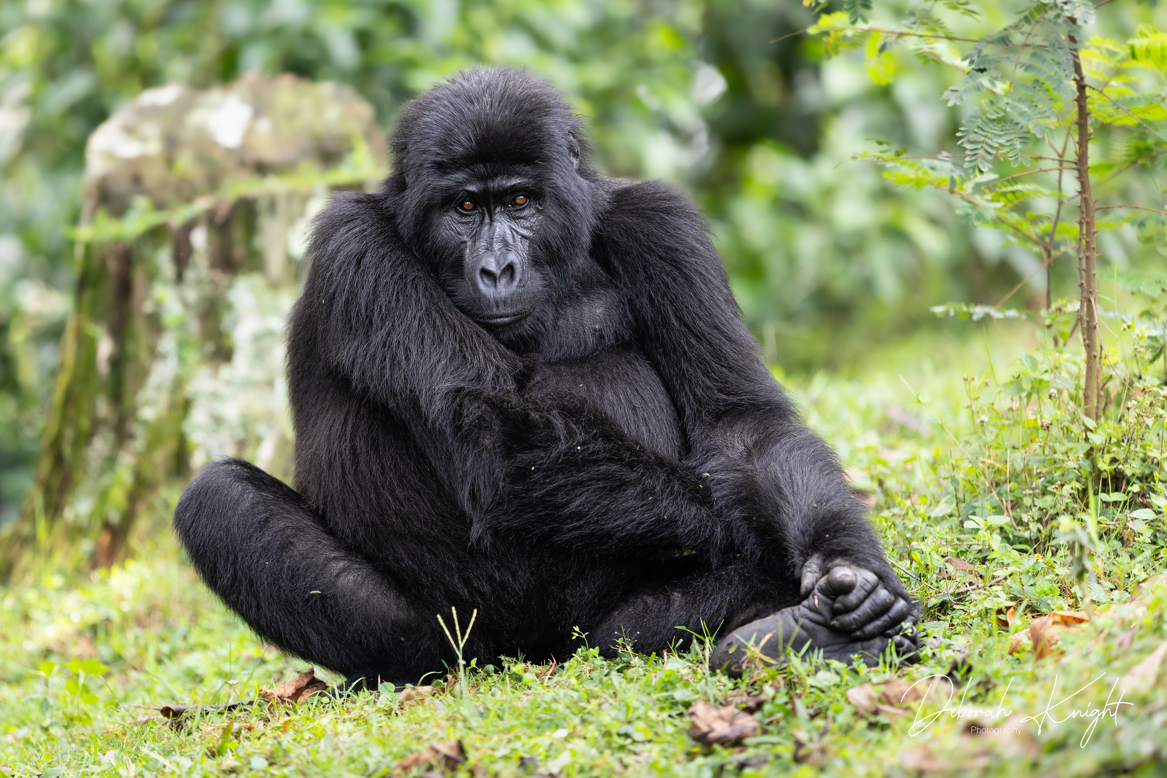 Mountain Gorilla
