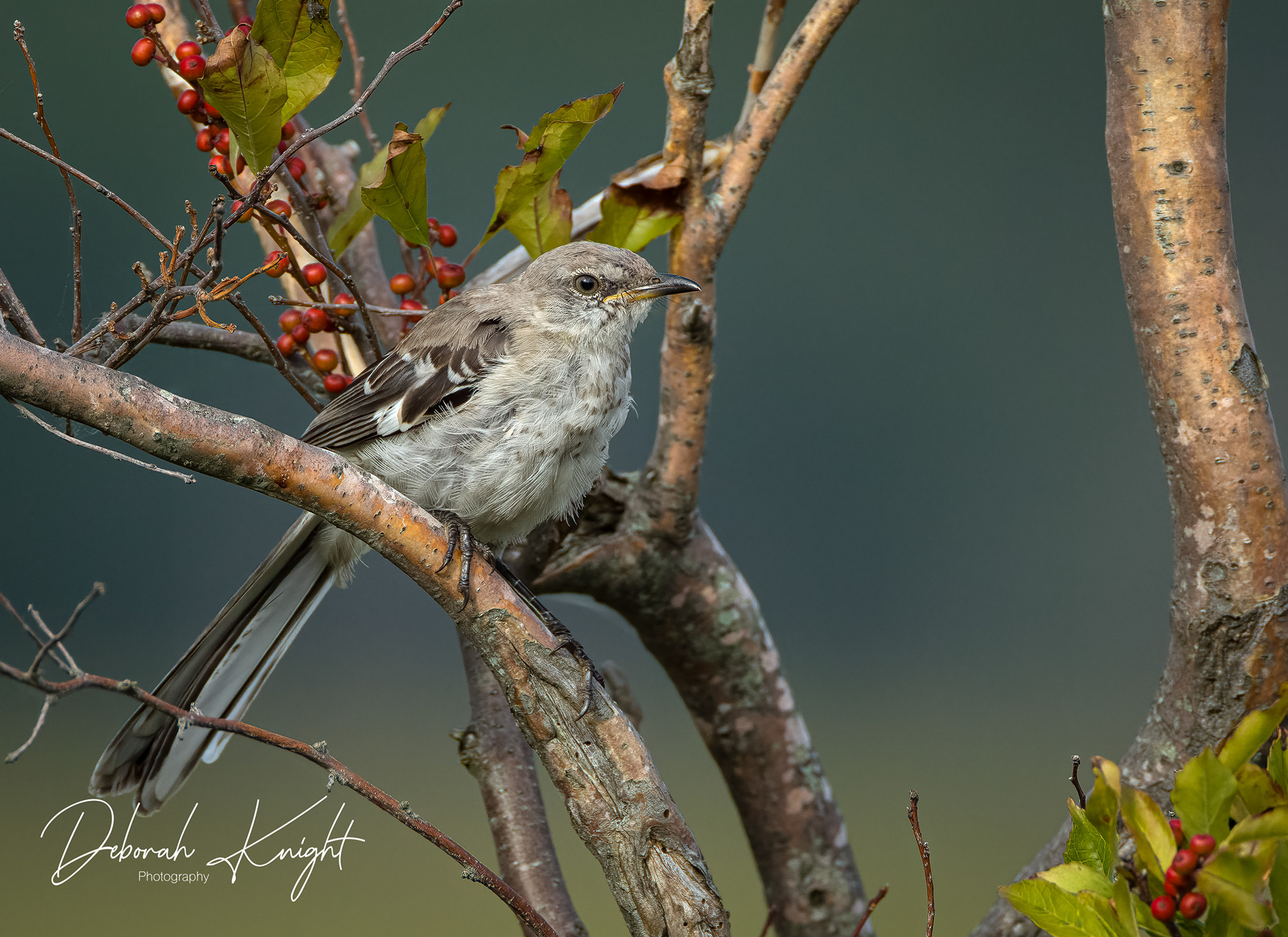 Northern Mockingbird