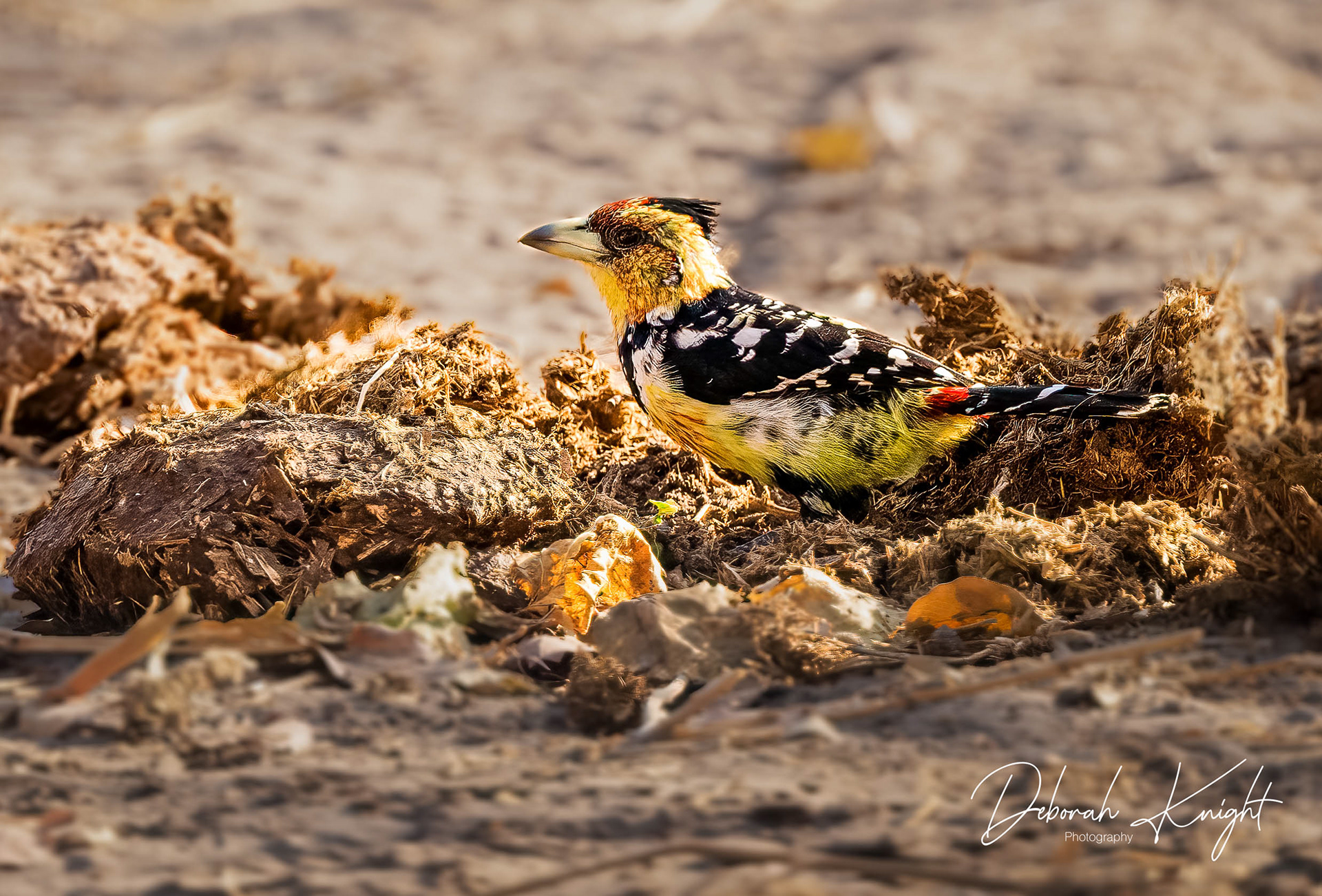 Crested Barbet