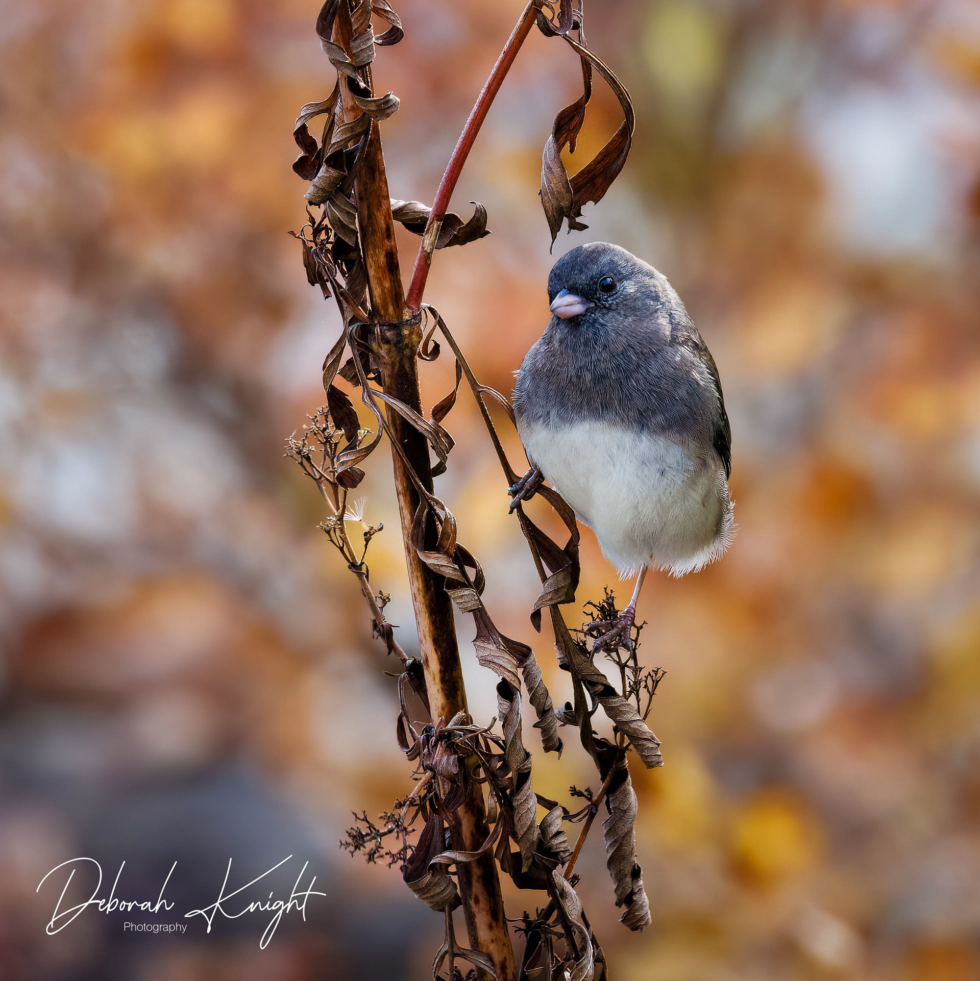 Slate-Colored Junco