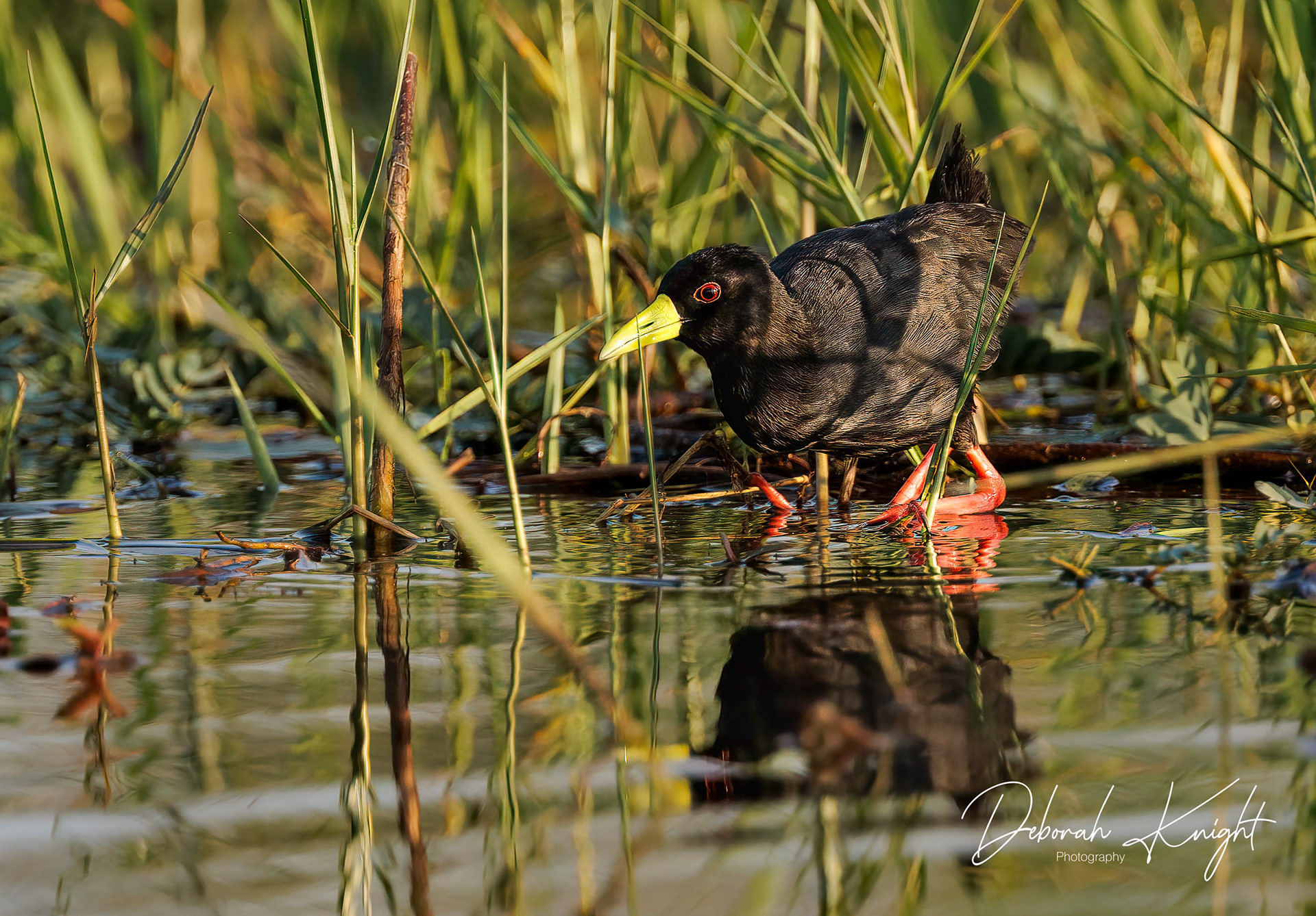 Black Crake