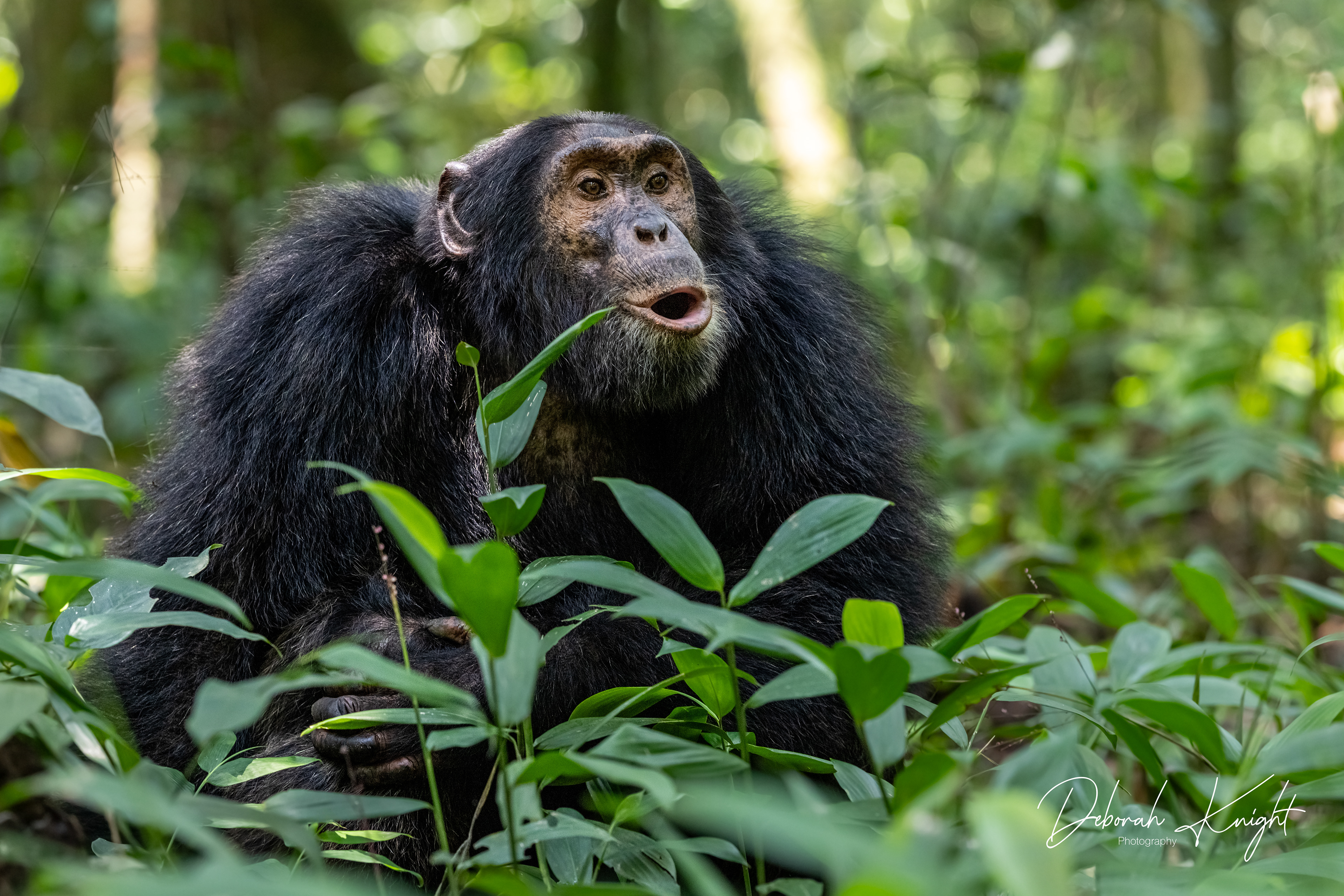Chimpanzee