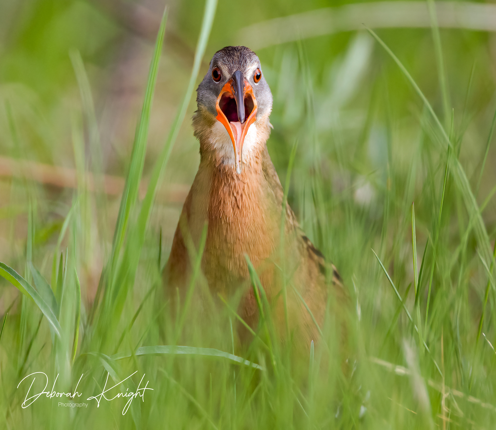 Virginia Rail