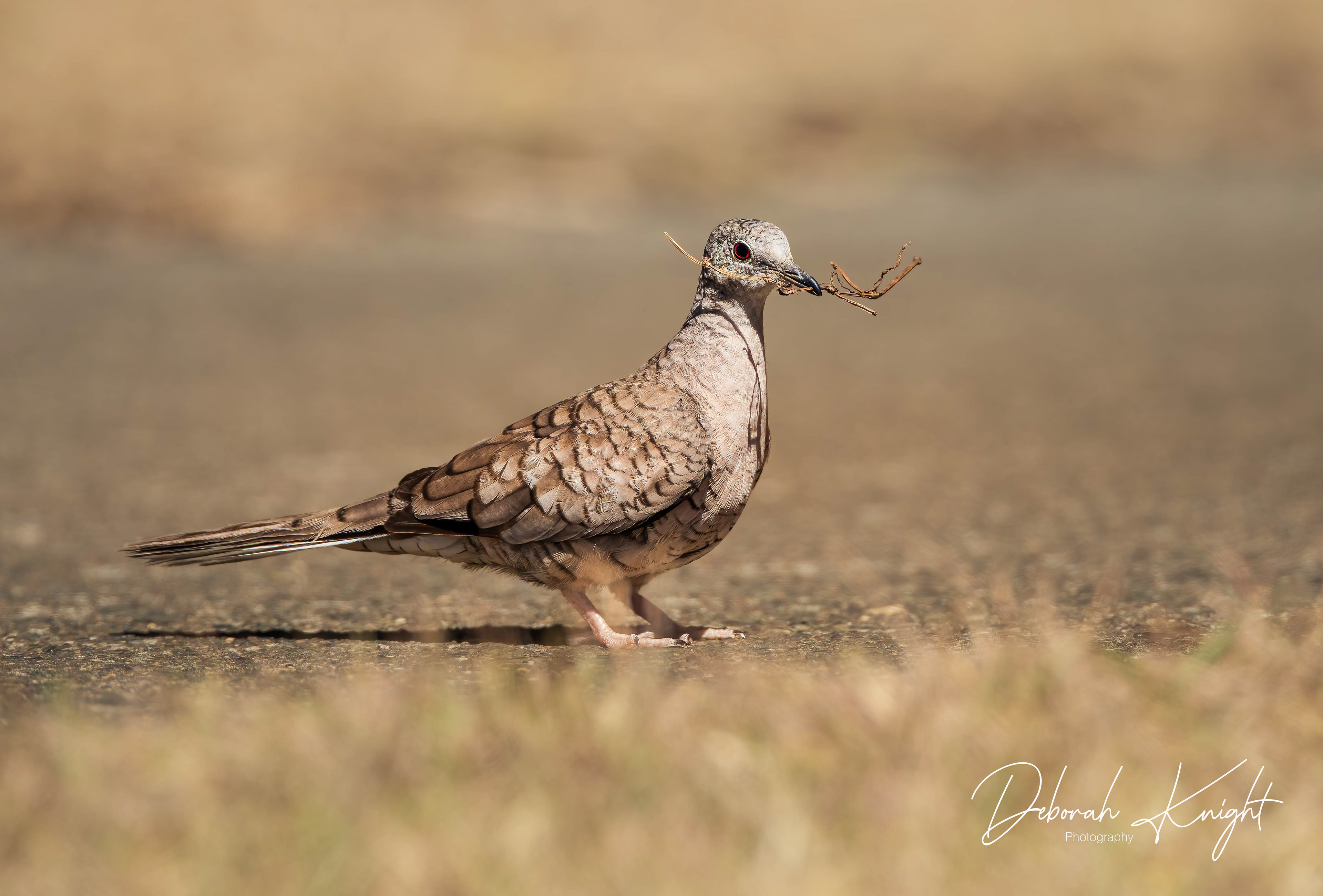 Inca Dove