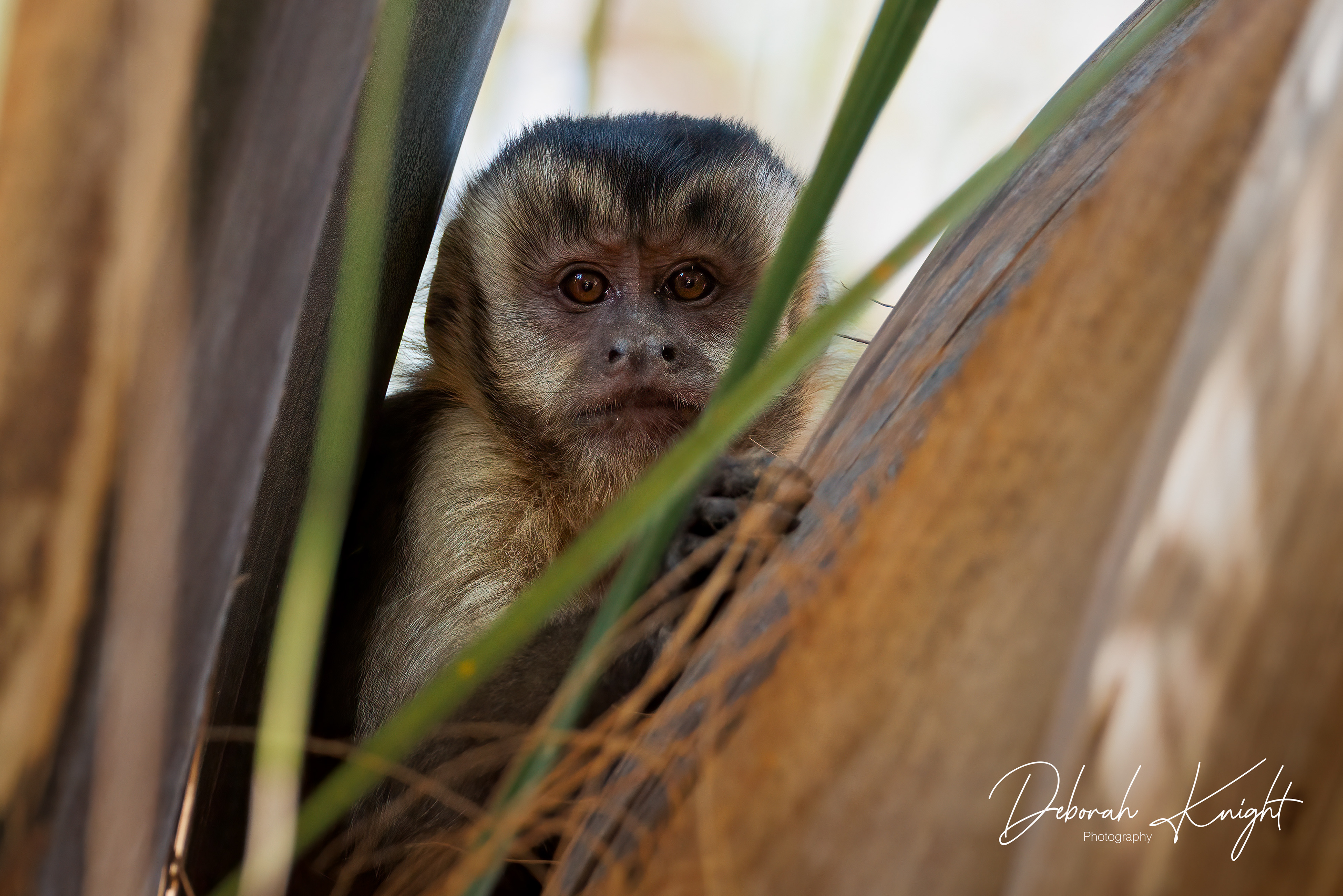 Hooded Capuchin