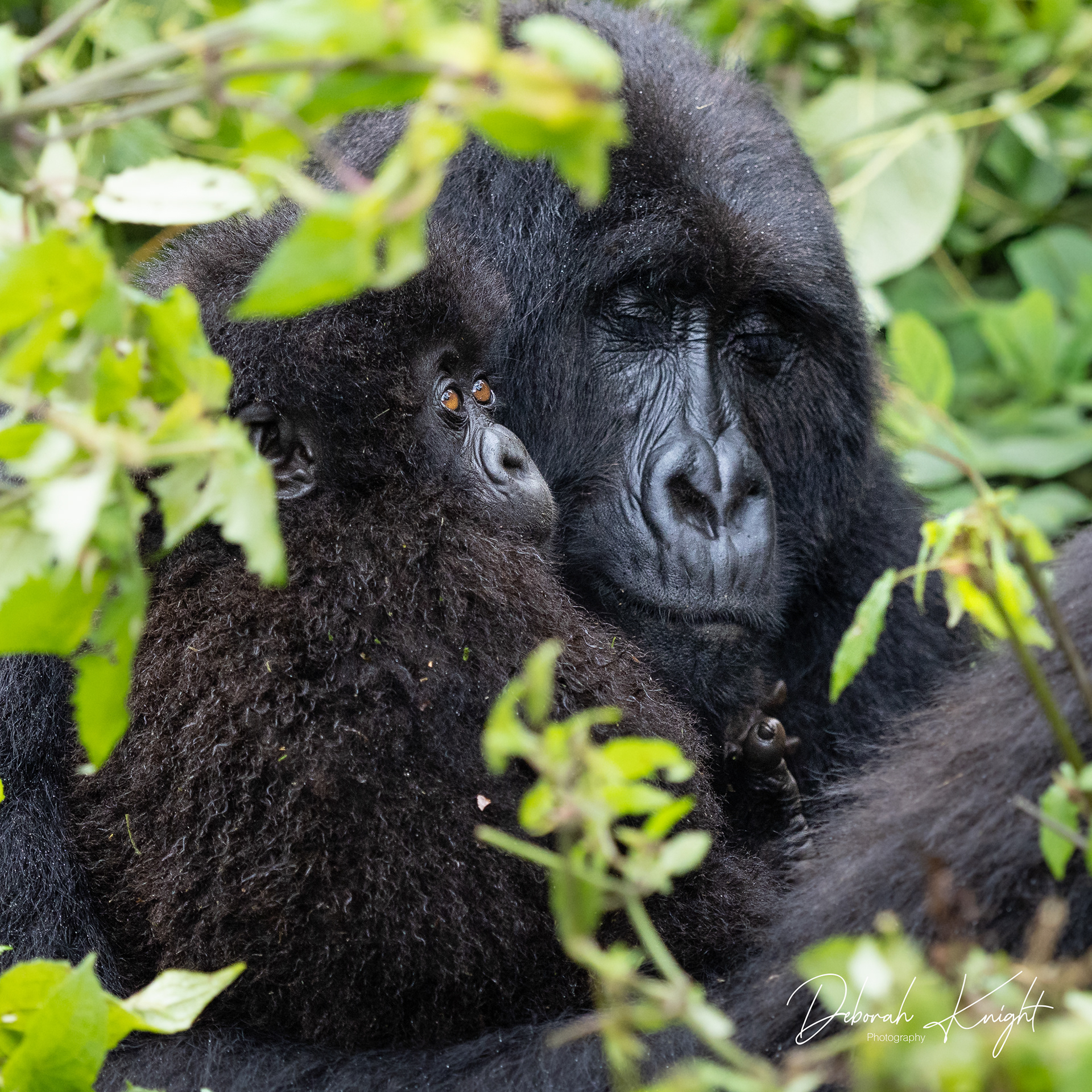 Mountain Gorilla & Baby
