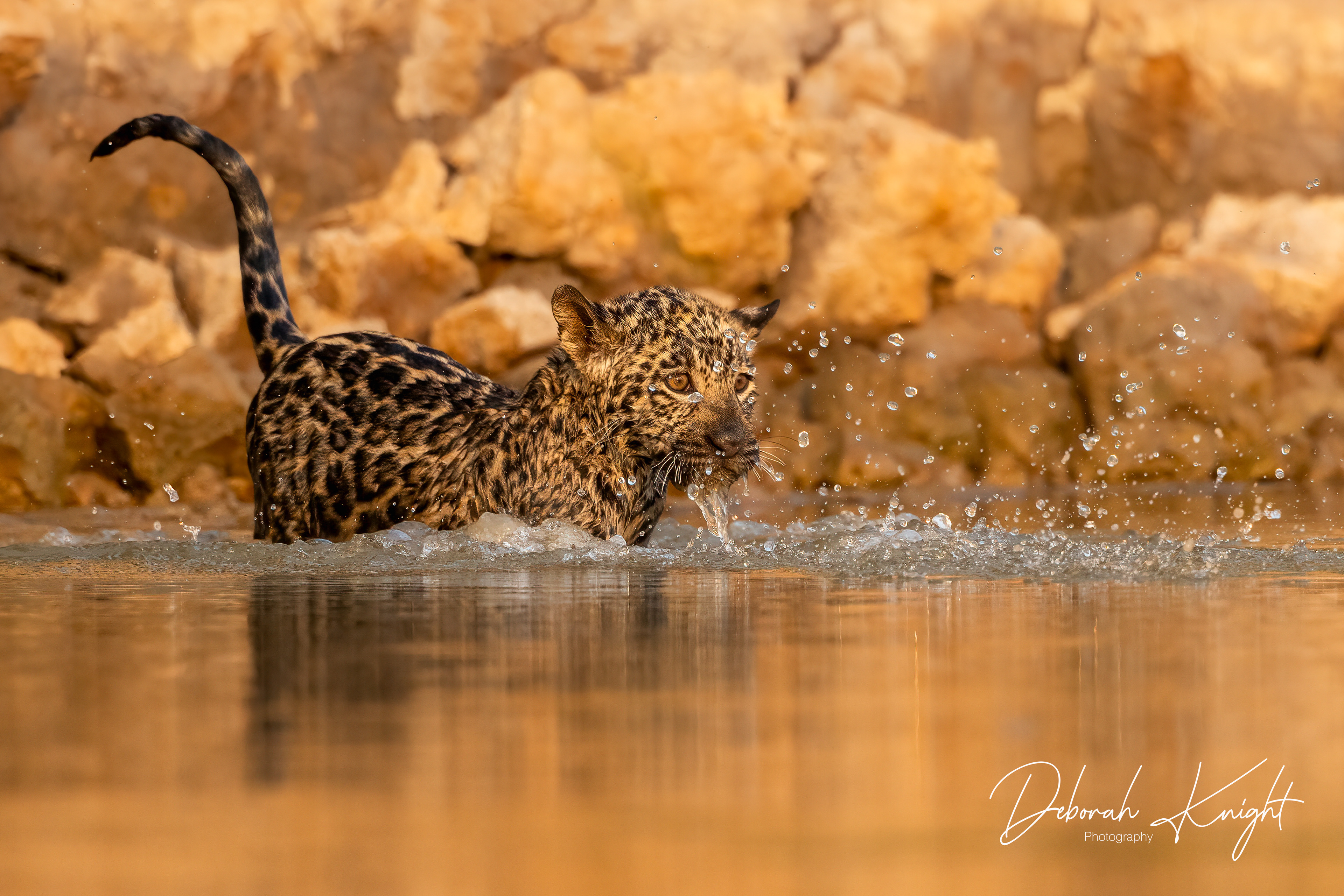 Jaguar Cub
