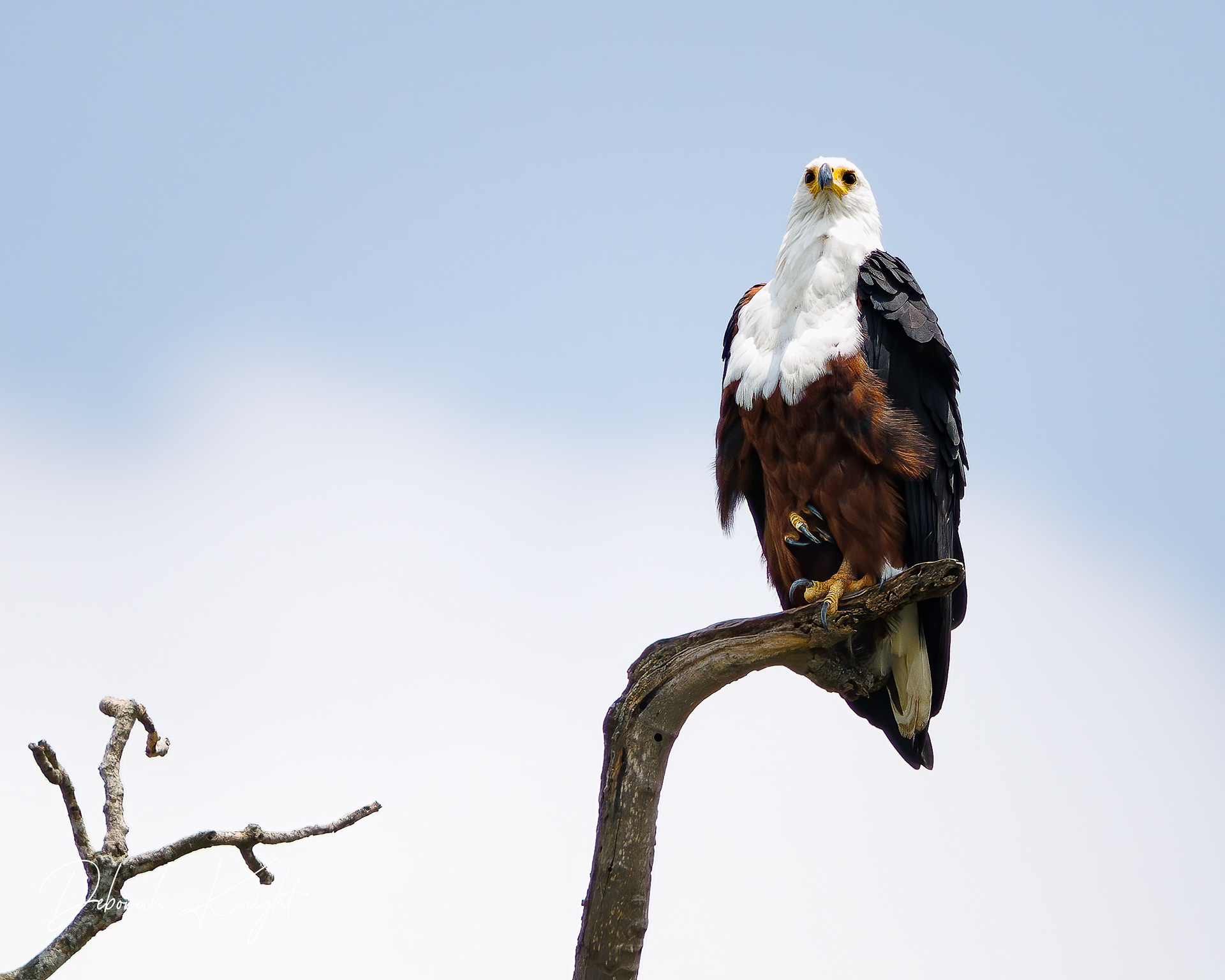 Fish Eagle