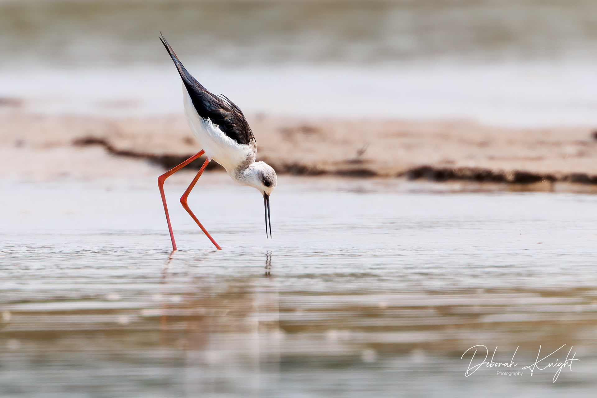 Black-winged Stilt