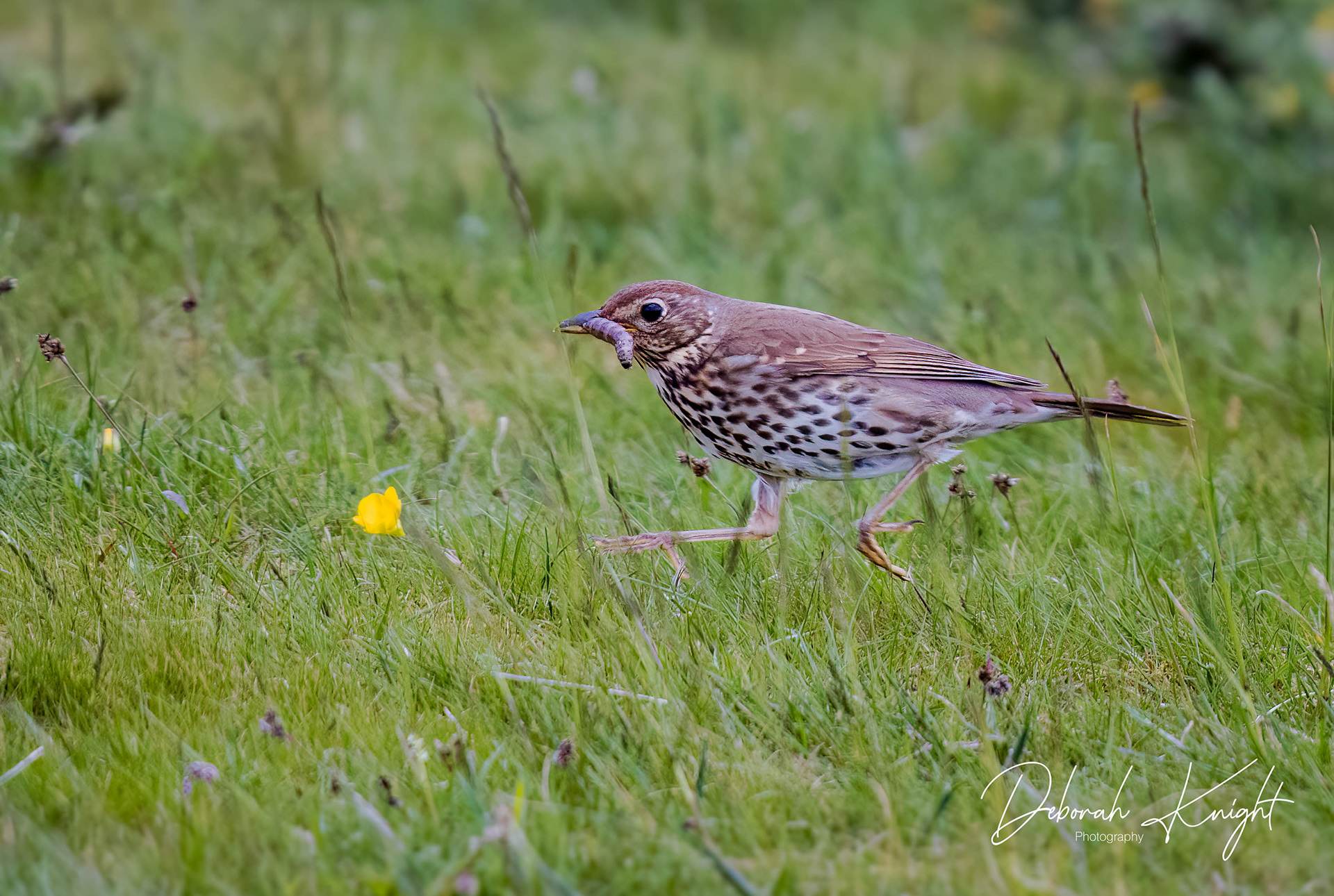 Song Thrush