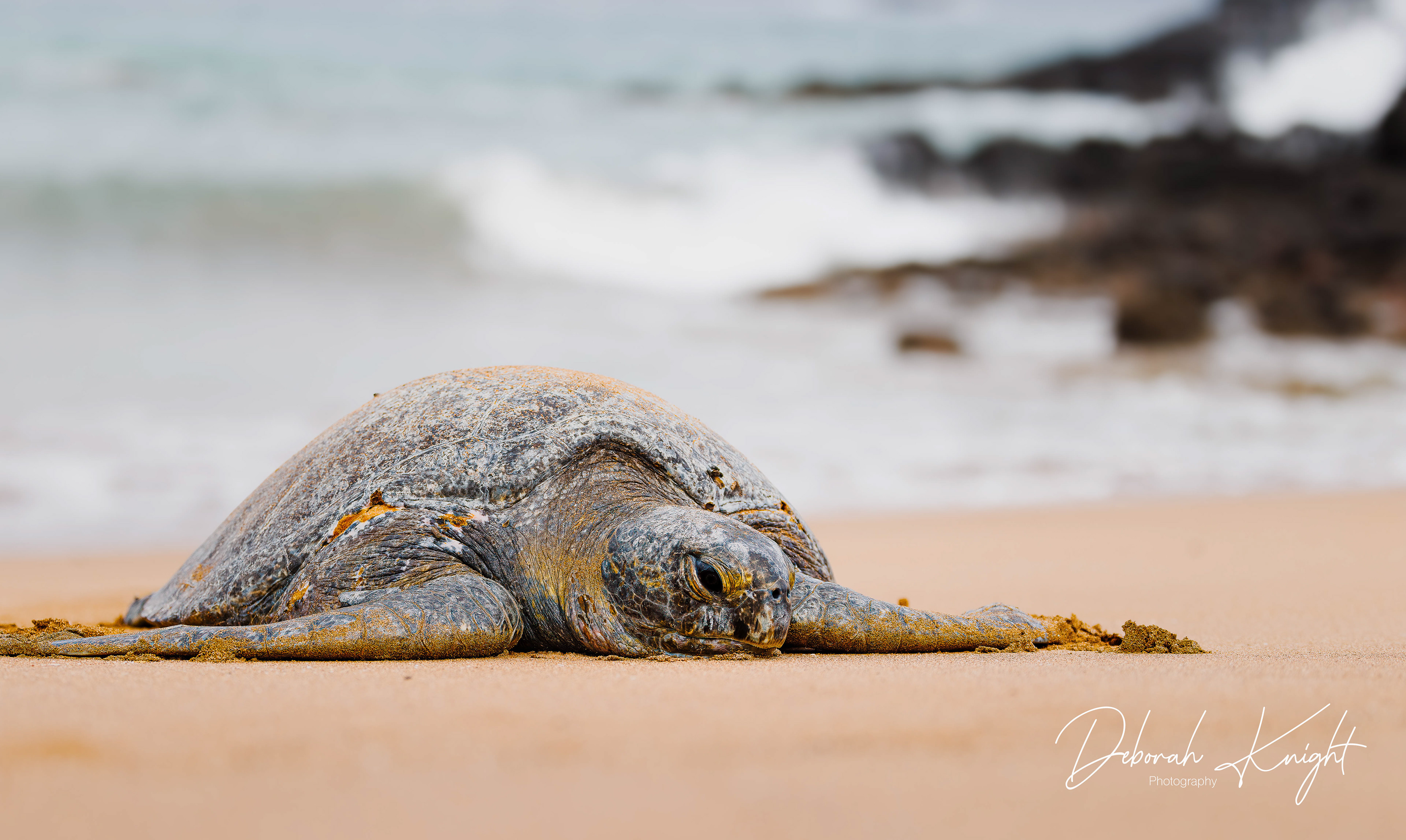 Sea Turtle
