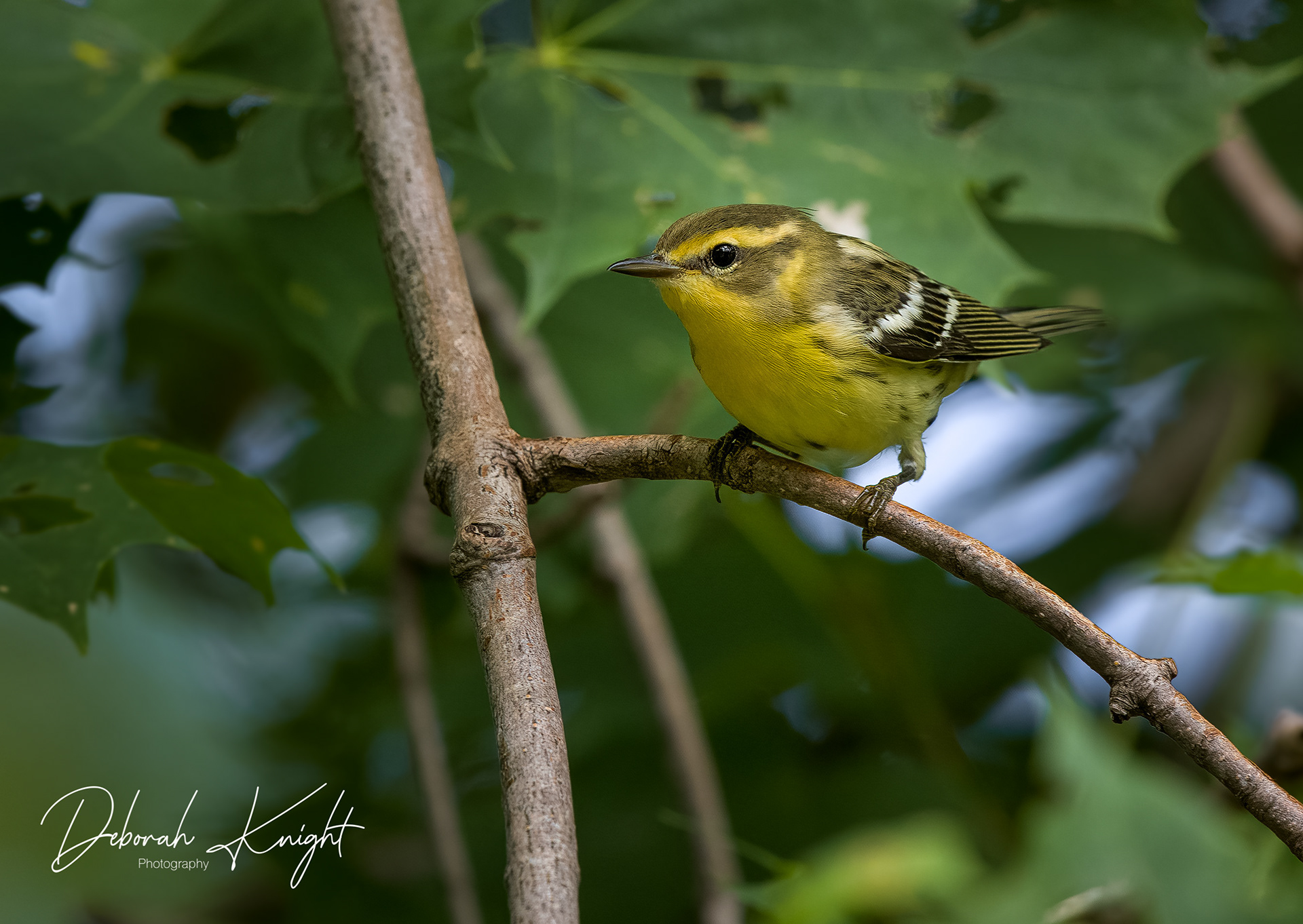Blackburnian Warbler