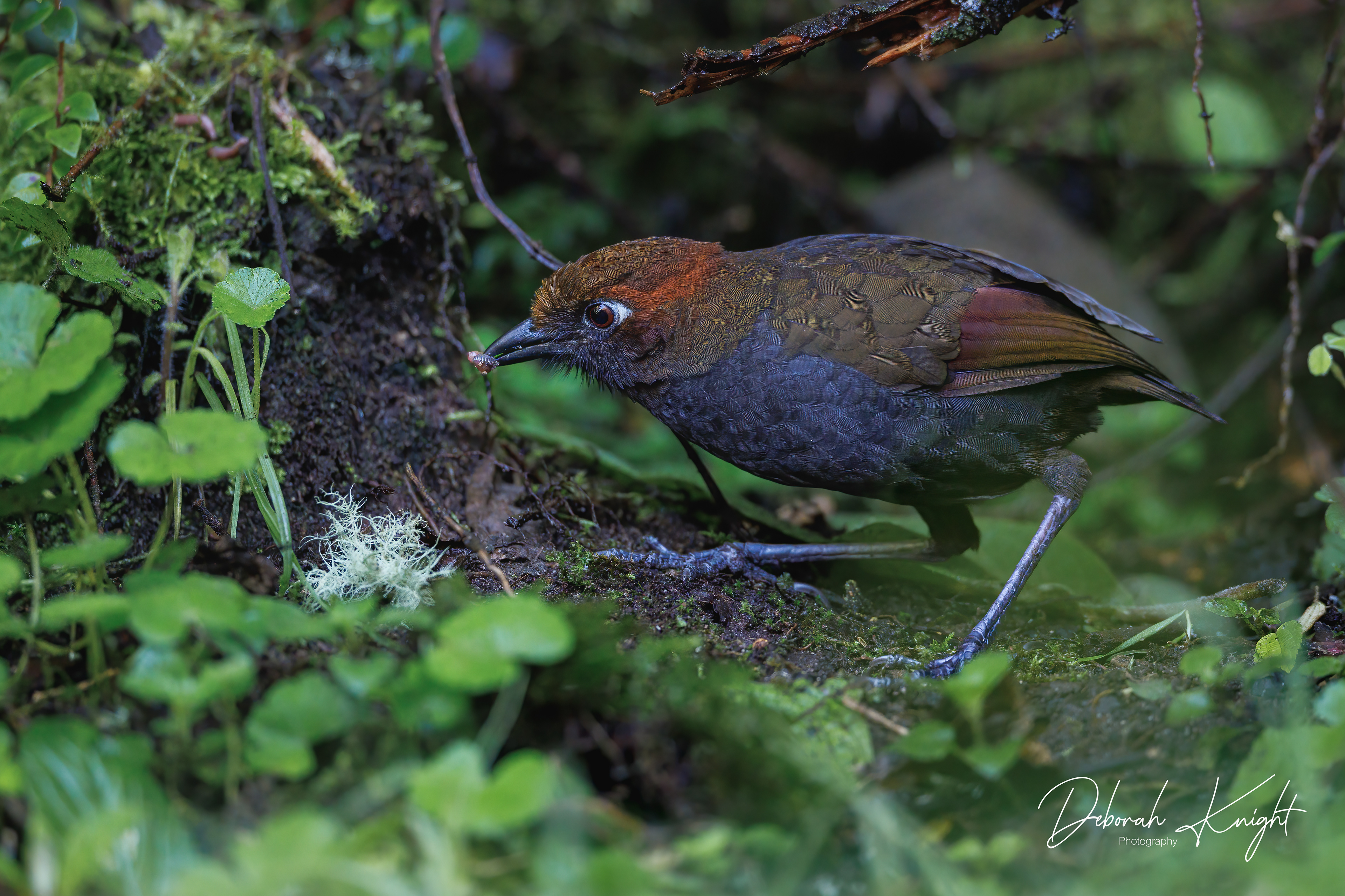 Chestnut-naped Antpitta