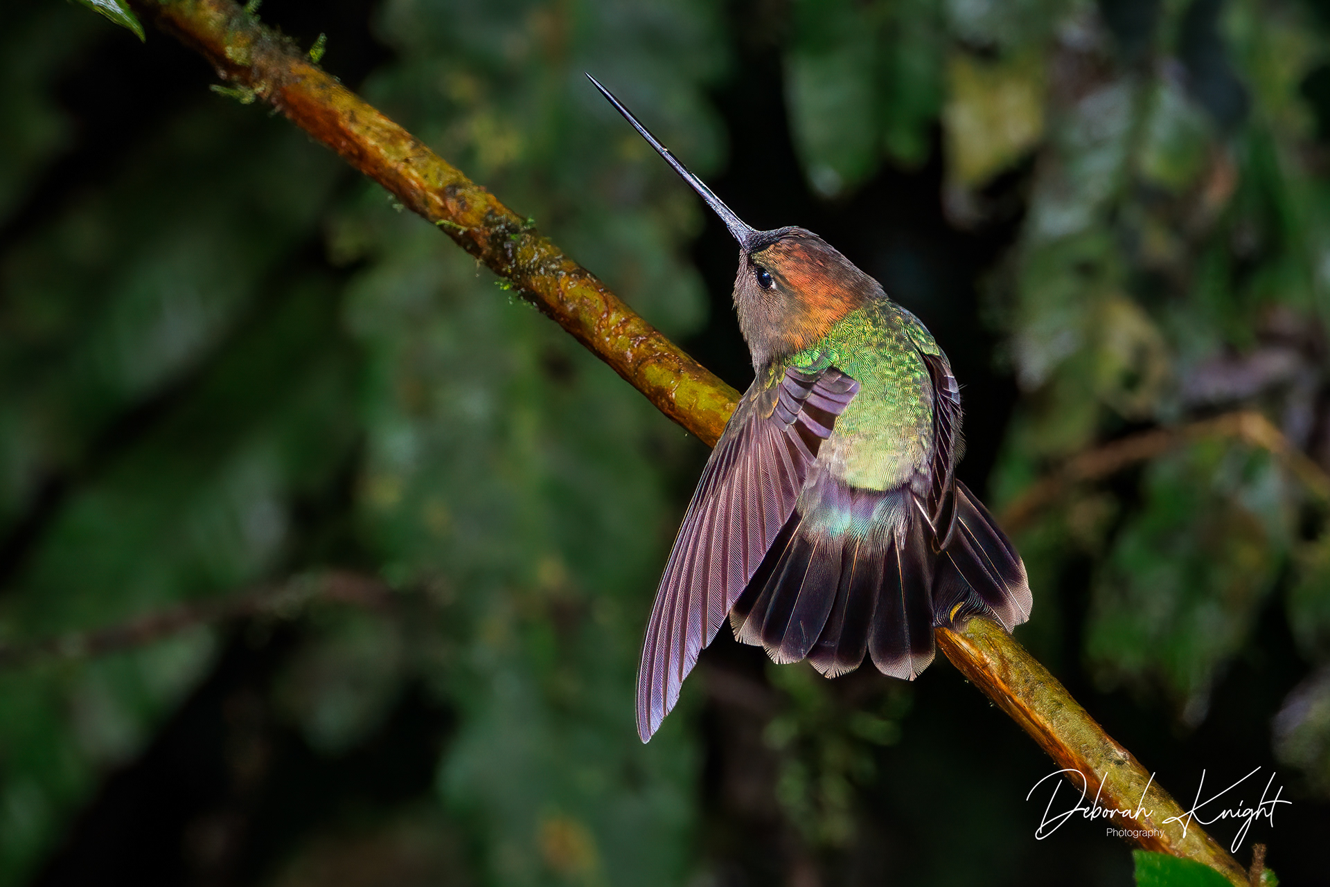 Green-fronted Lancebill