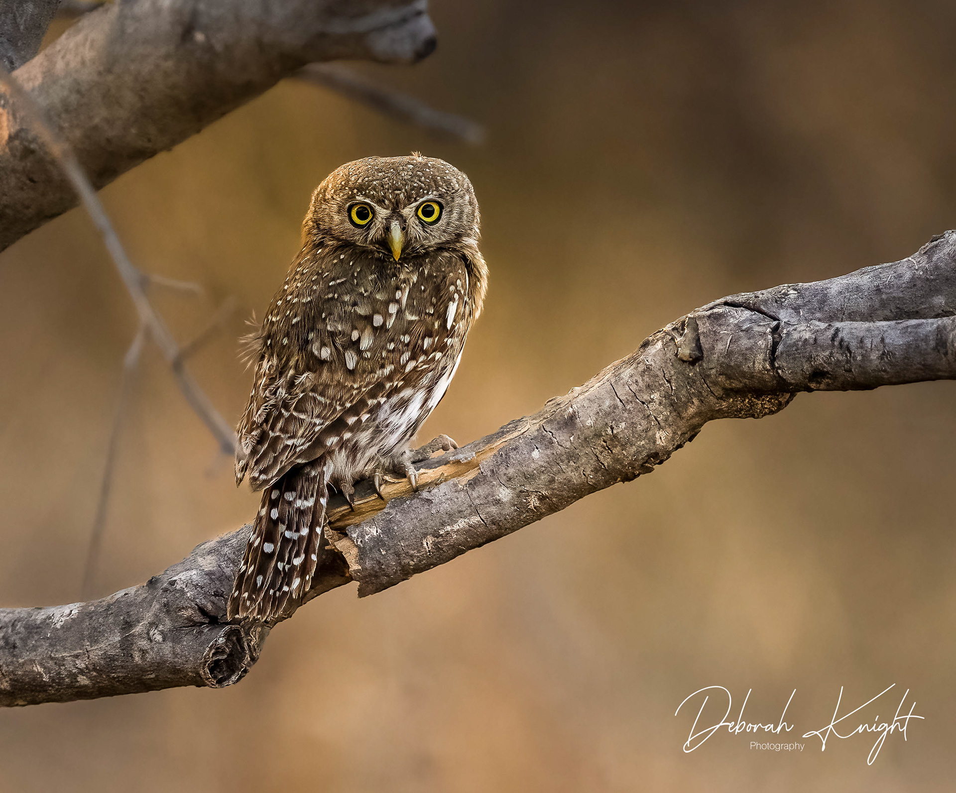 Pearl-Spotted Owlet