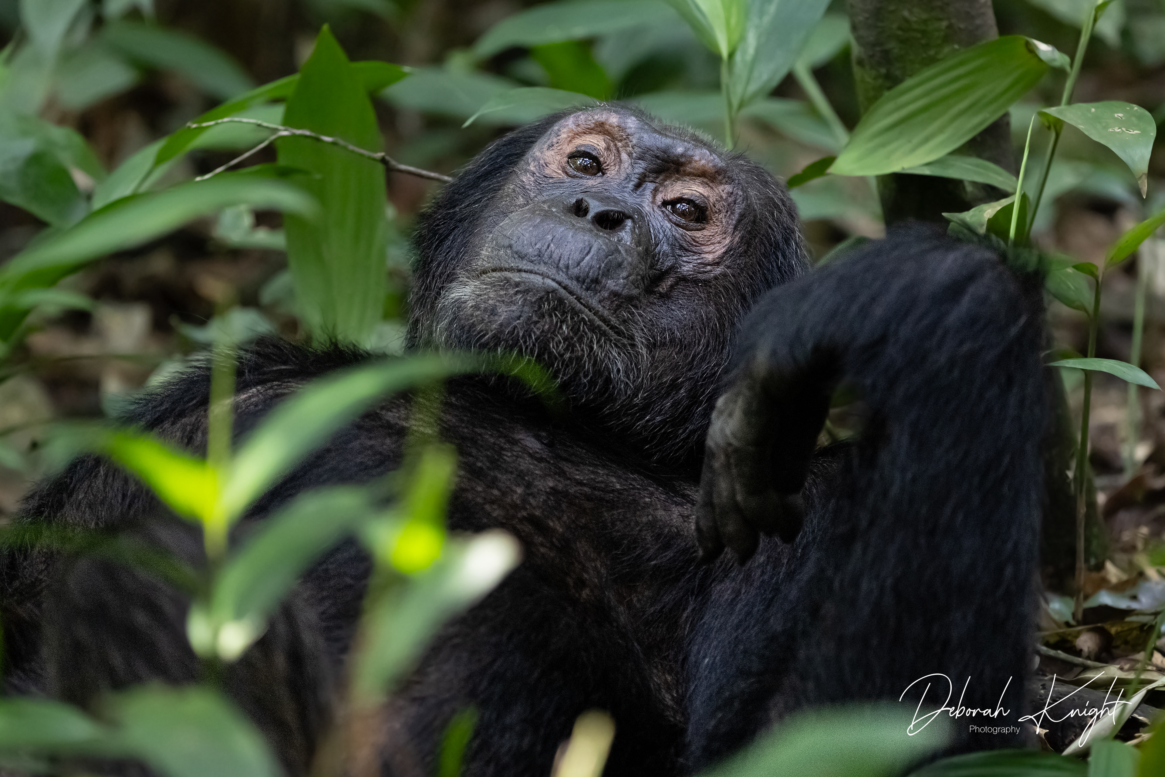 Chimpanzee