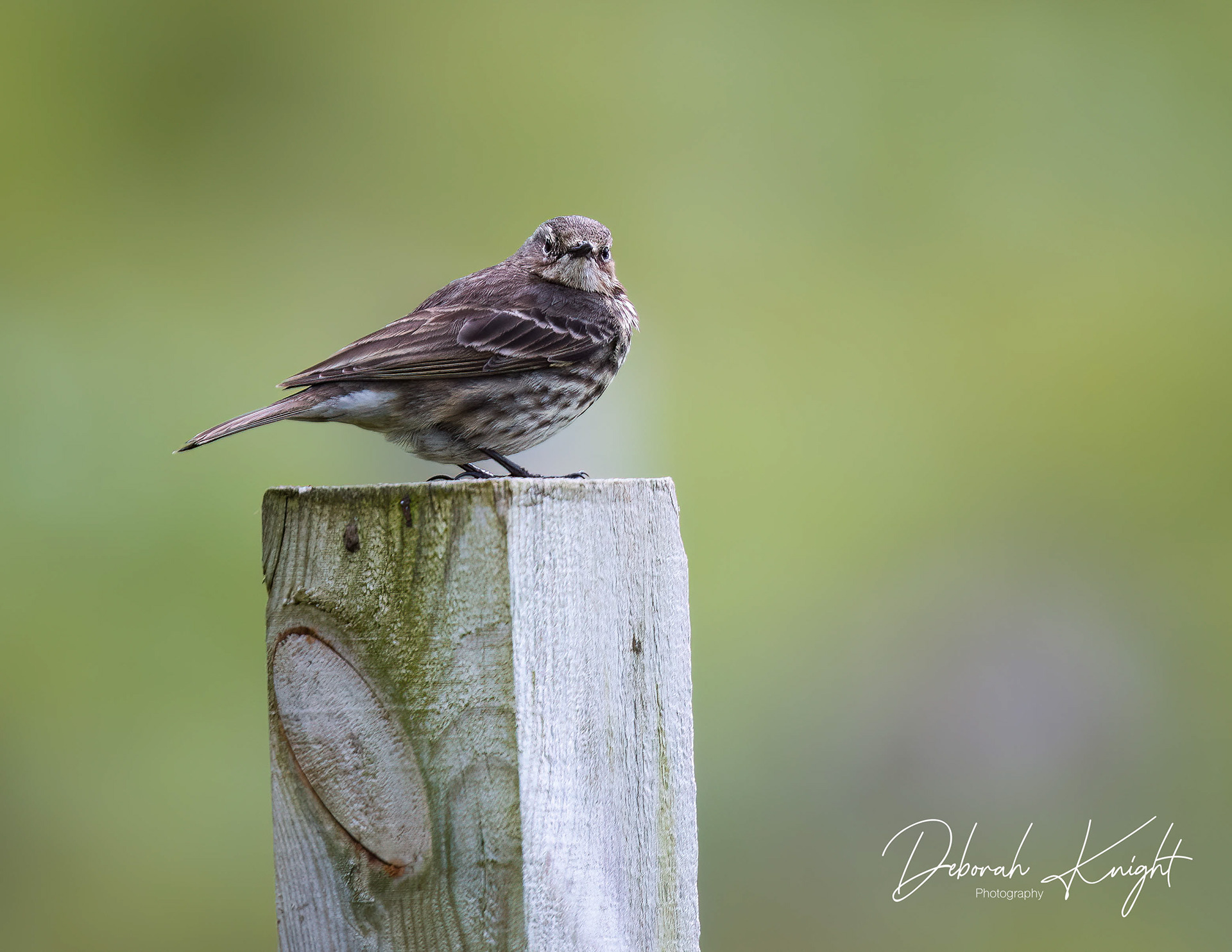 Rock Pipit