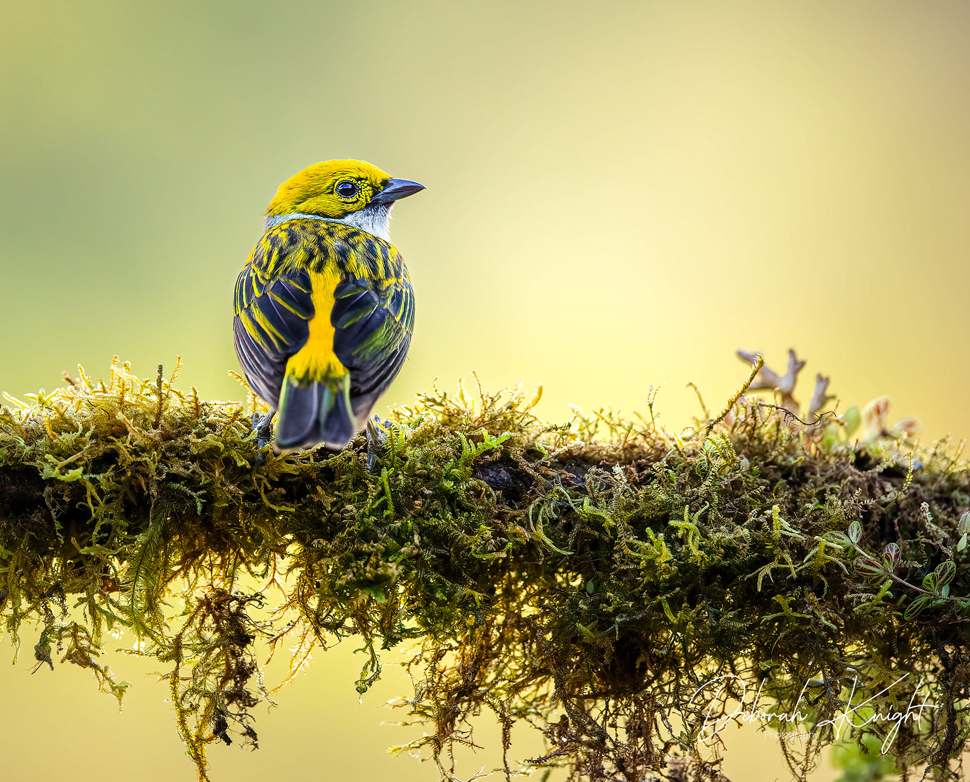 Silver-Throated Tanager