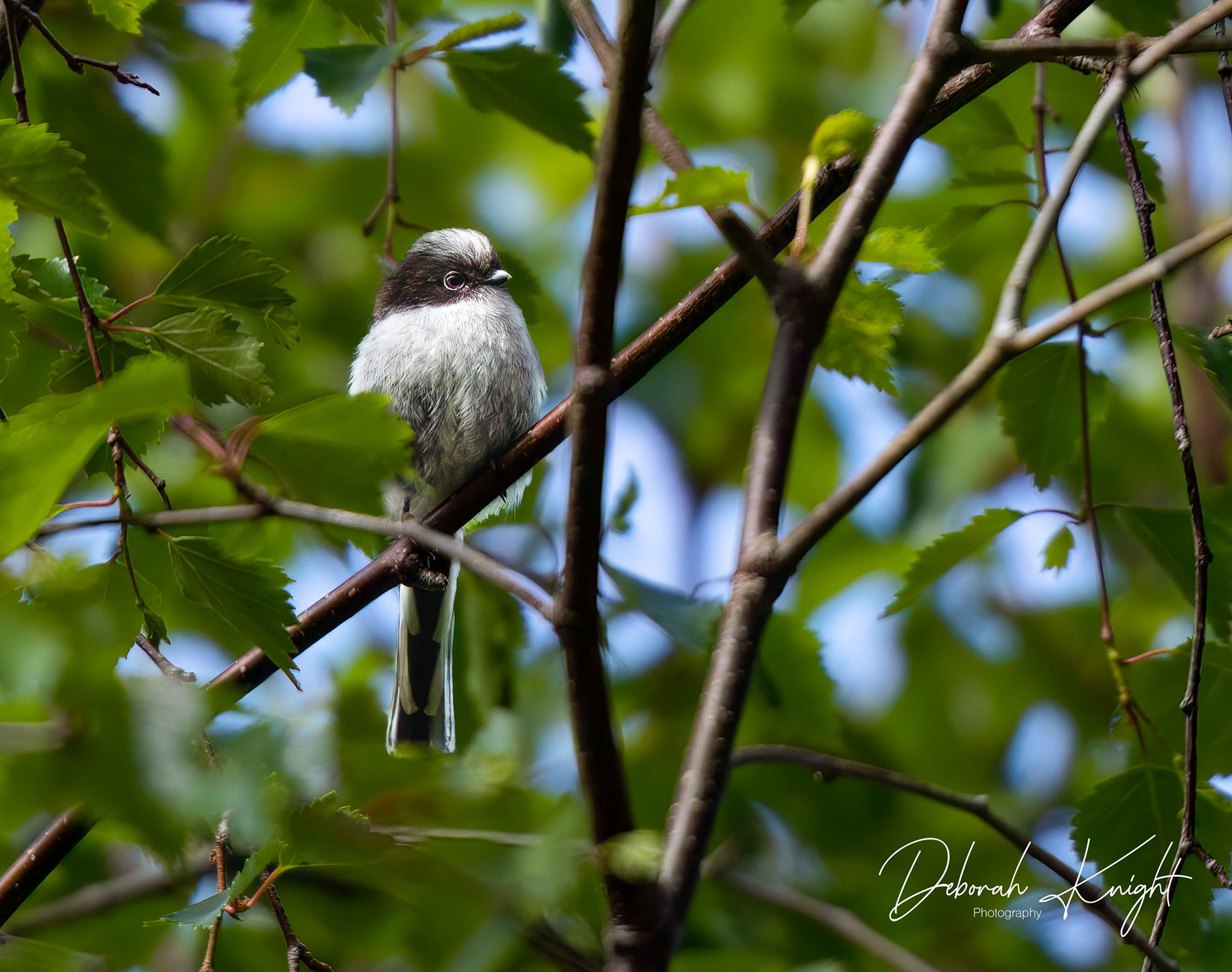 Long-Tailed Tit