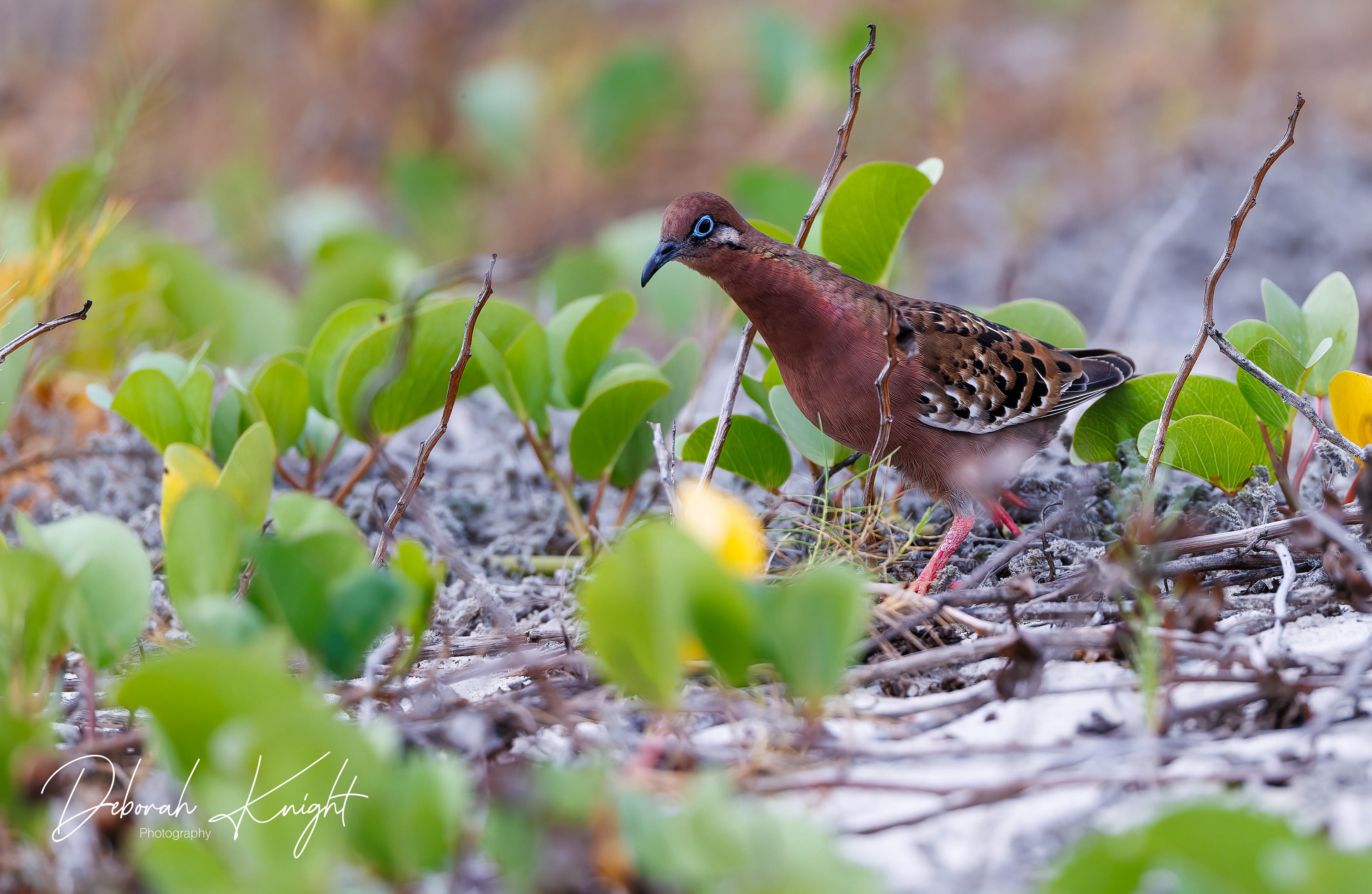 Galapagos Dove