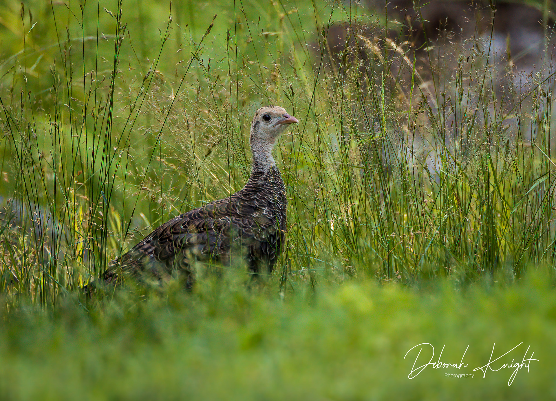 Wild Turkey