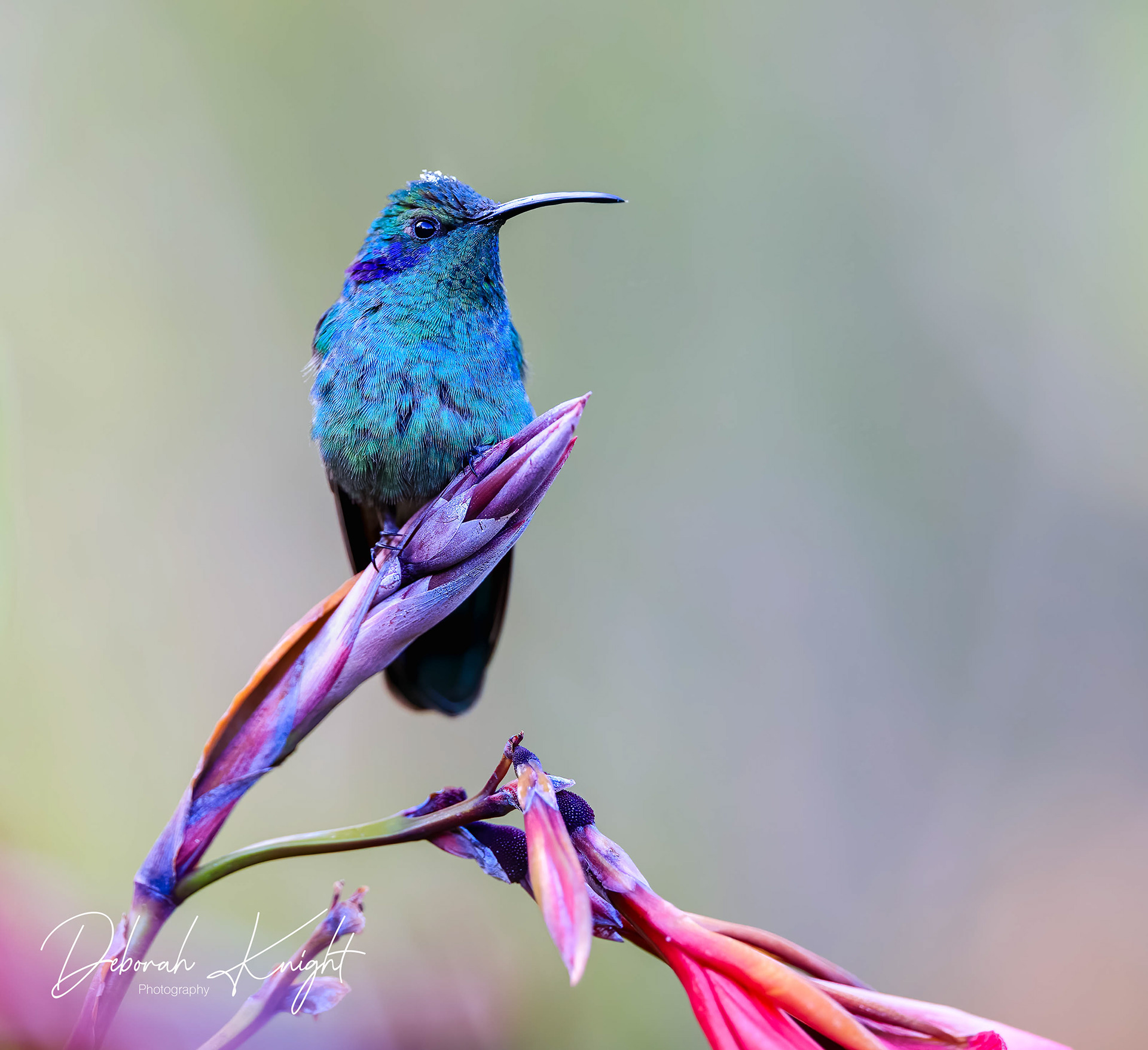 Lesser Violetear