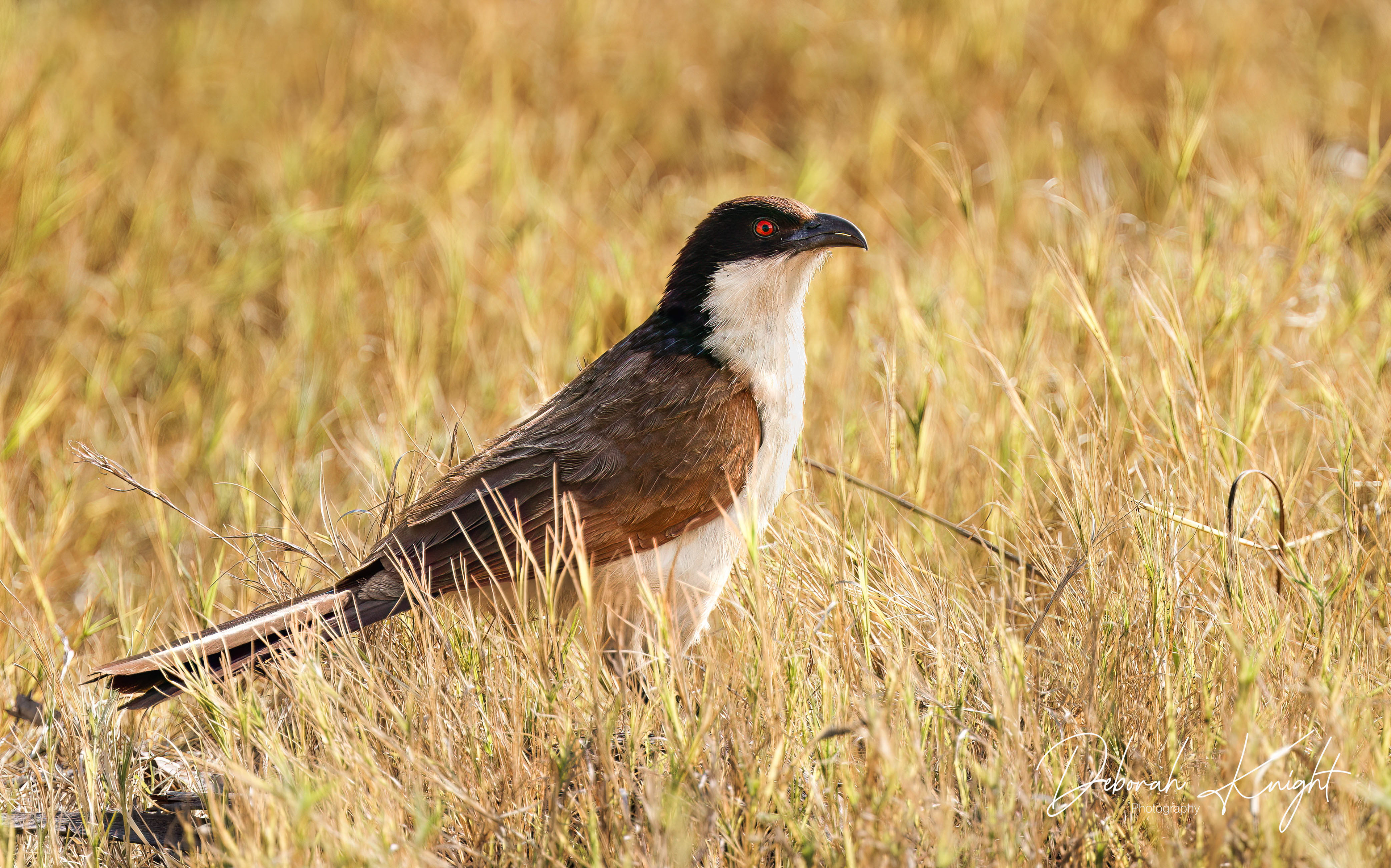 Coppery-Tailed Coucal