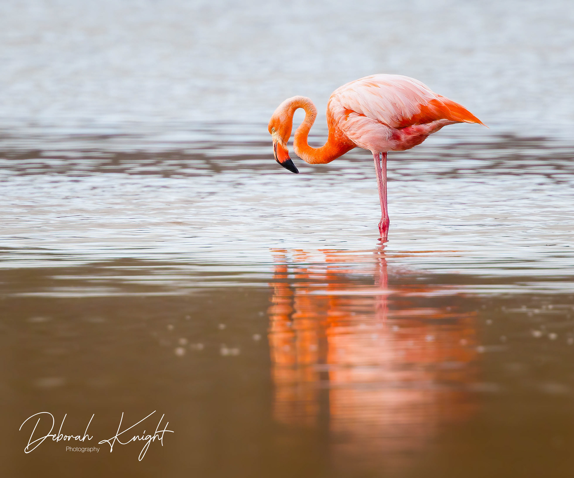 American Flamingo