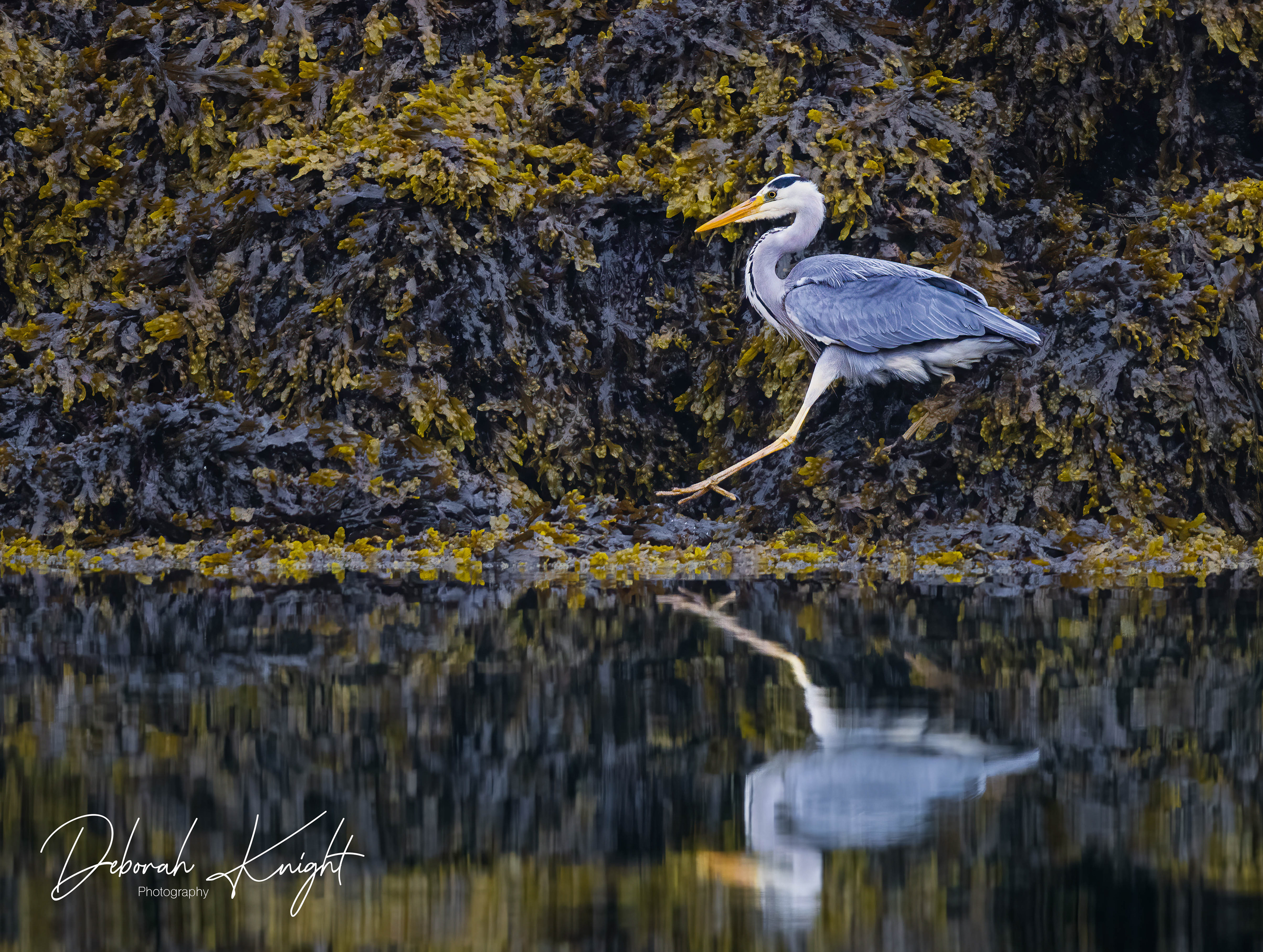 Gray Heron