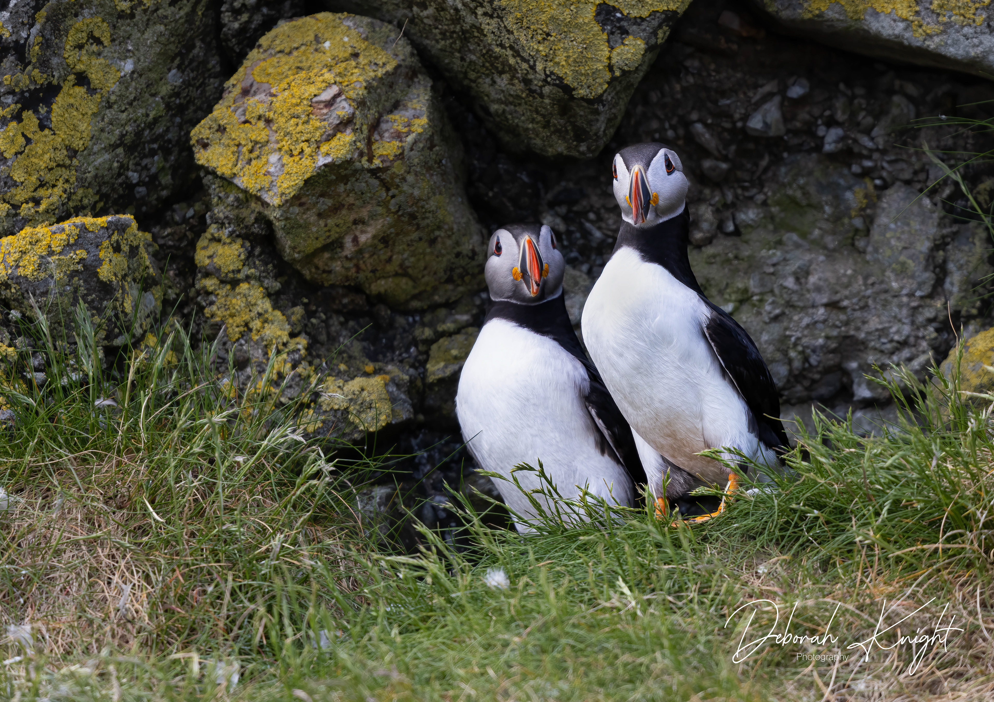 Atlantic Puffin