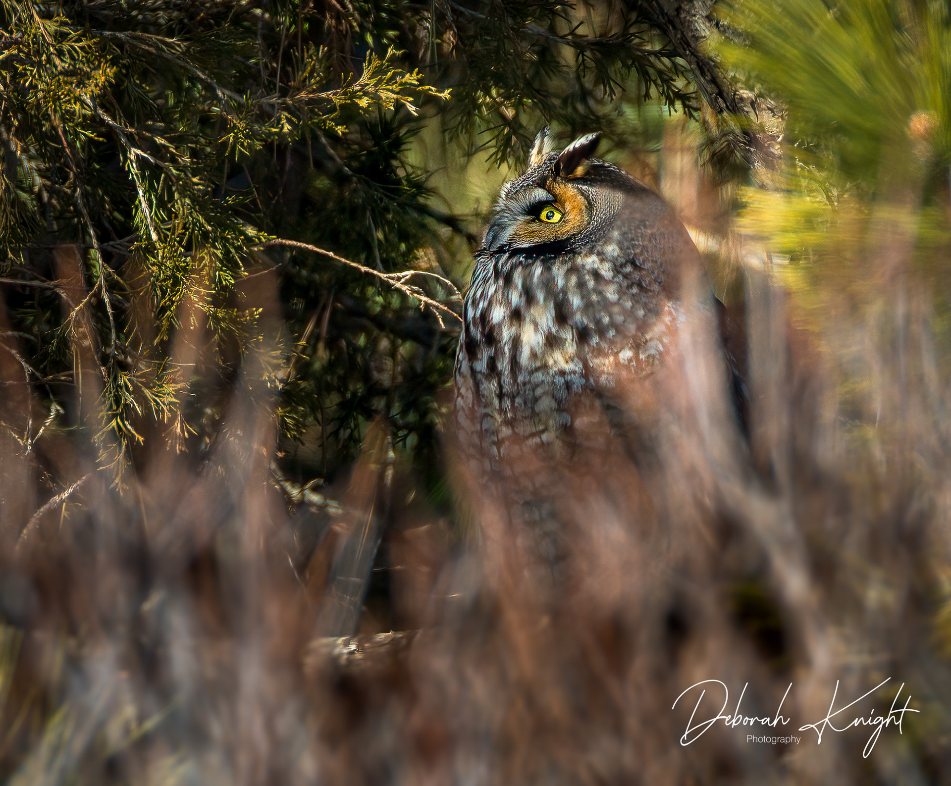 Long-eared Owl
