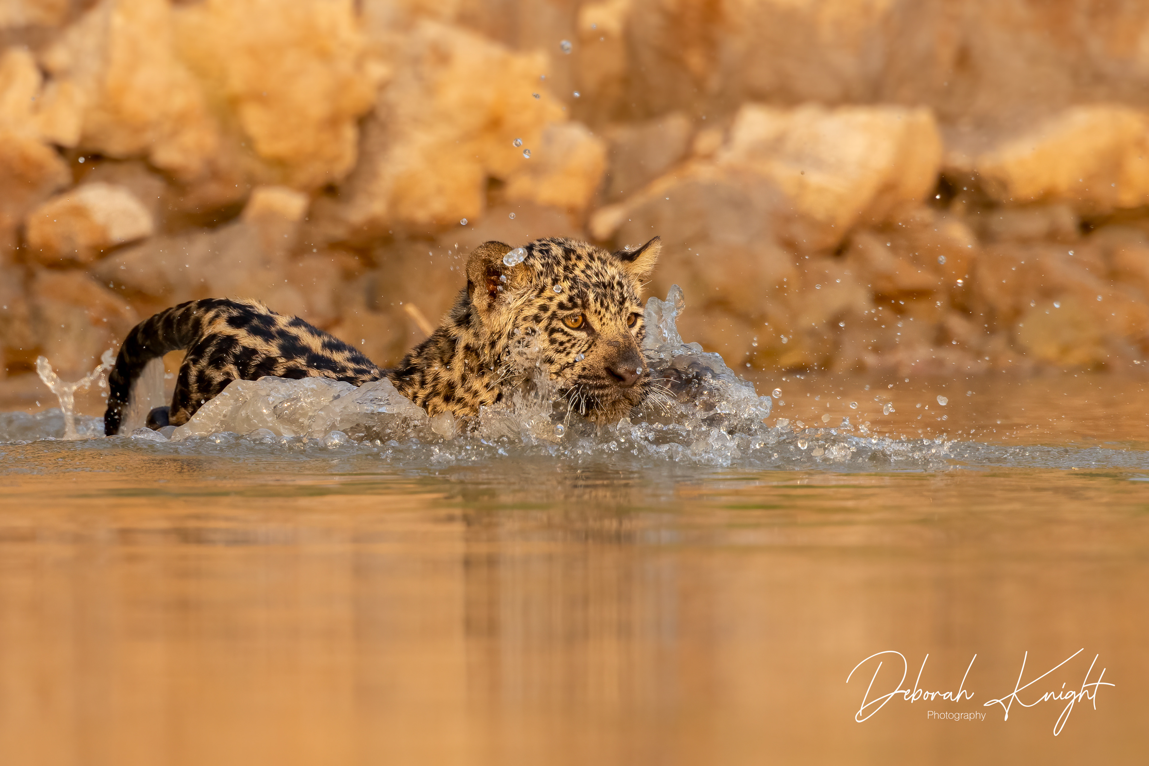 Jaguar Cub