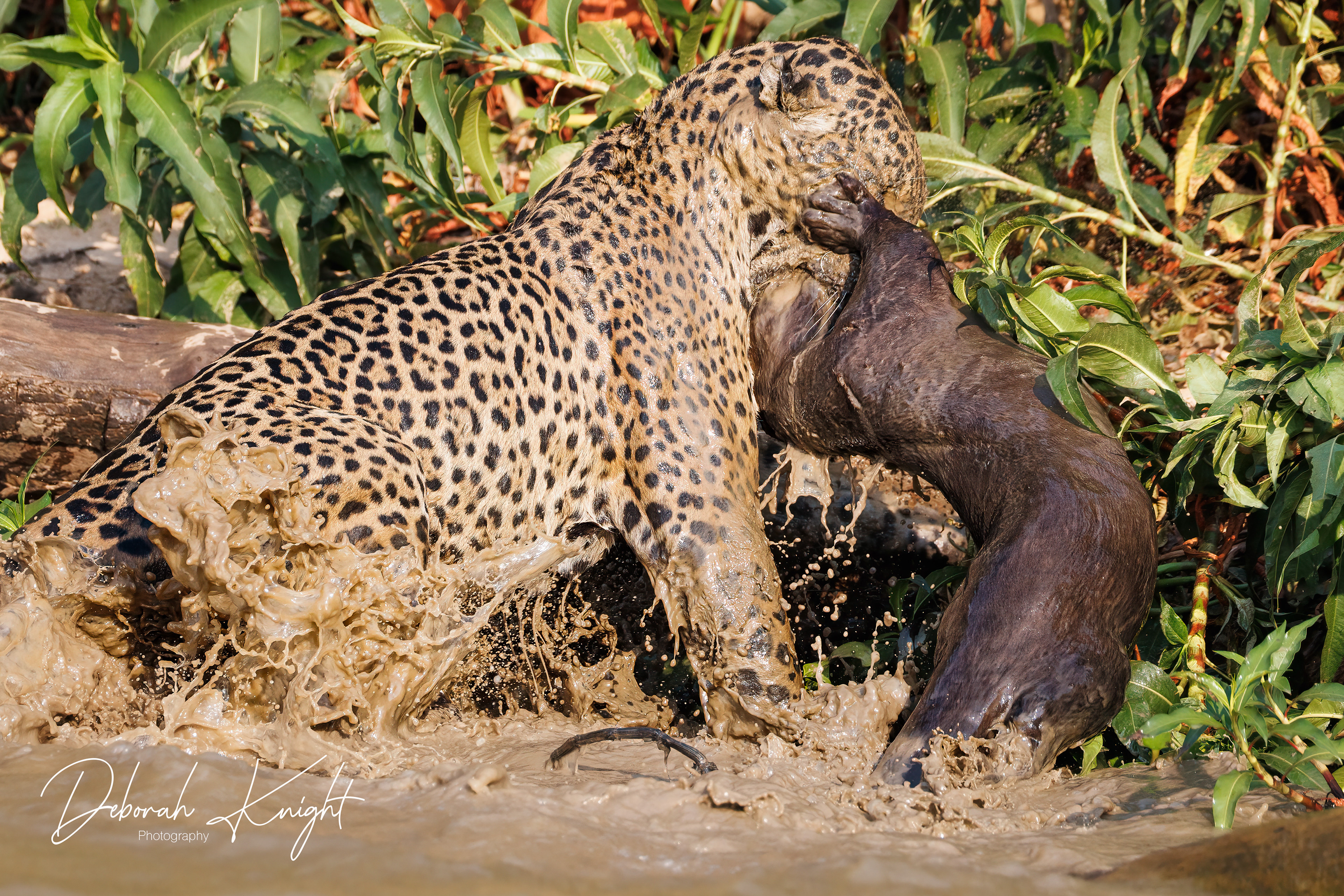 Jaguar Attacking an Adult Giant River Otter
