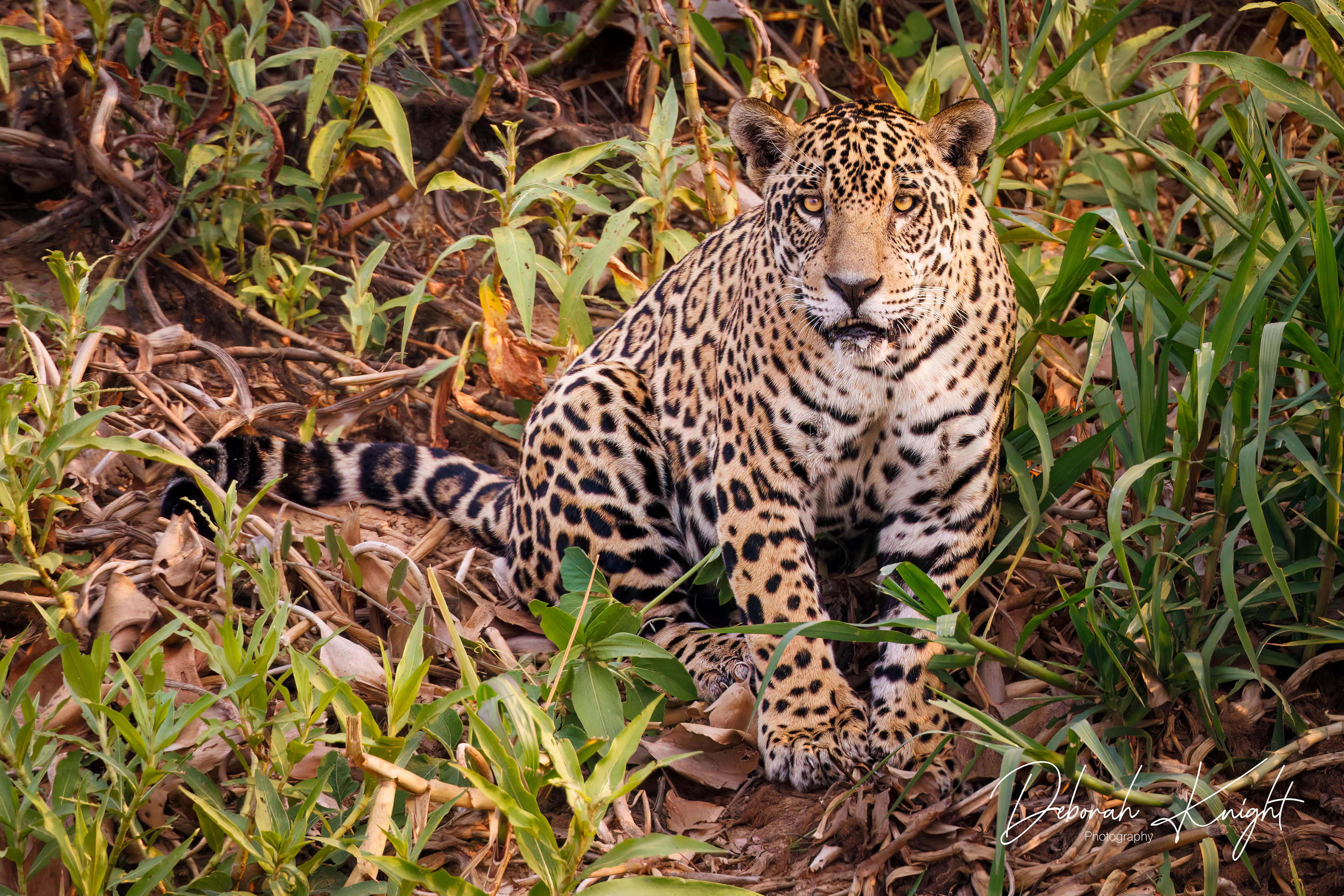 Jaguar