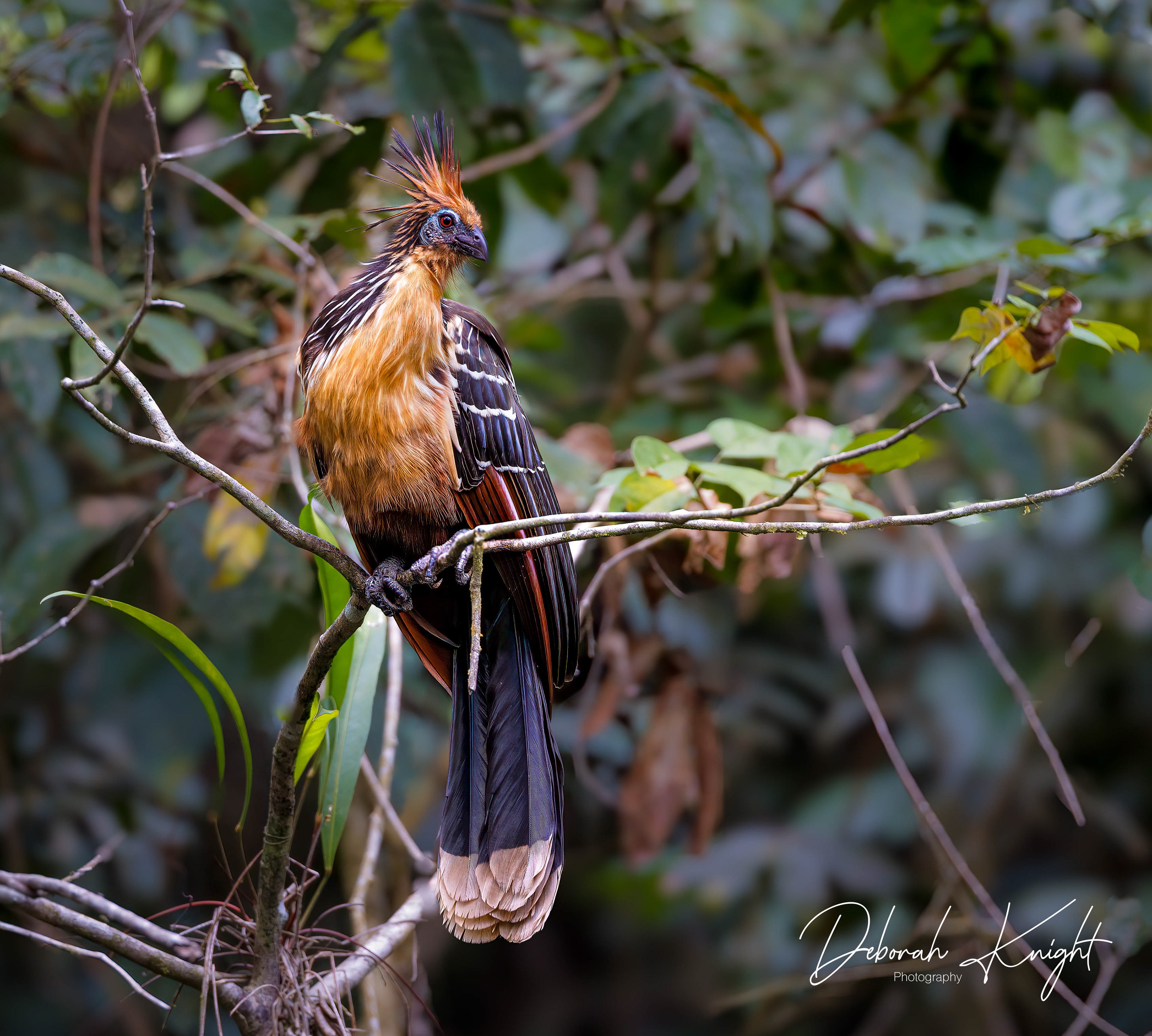 Hoatzin (Stinky Turkey)