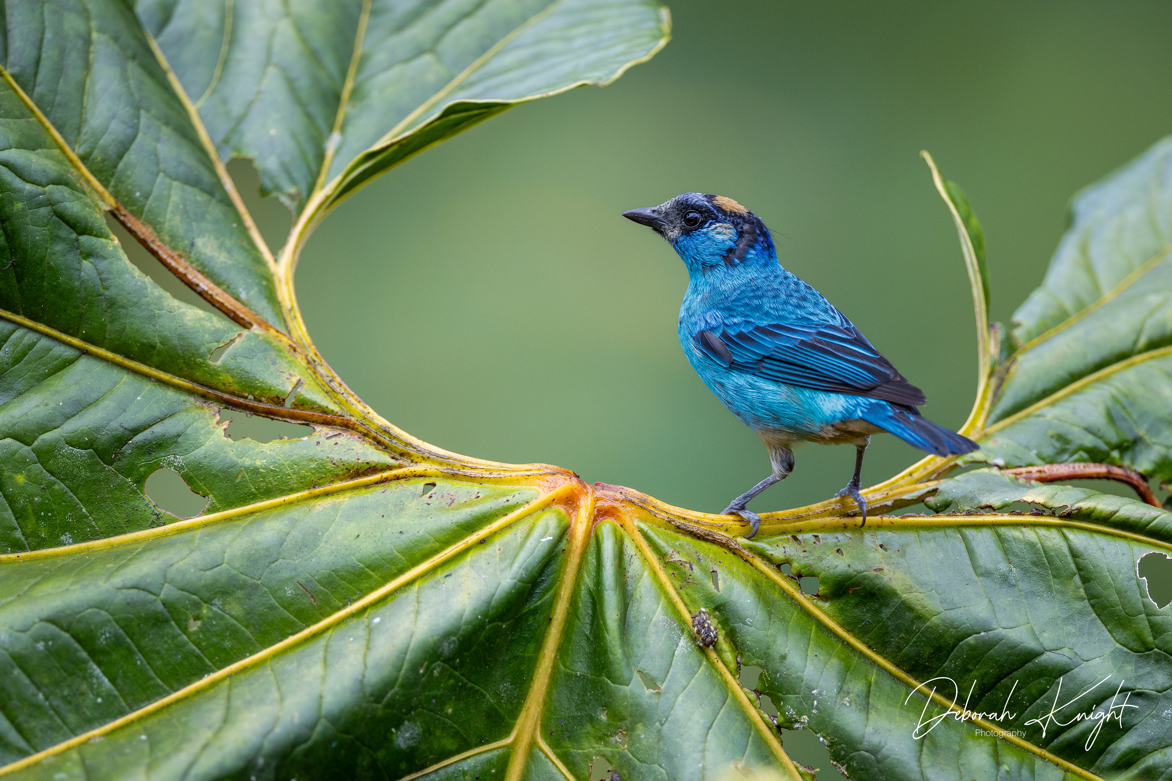 Golden-naped Tanager