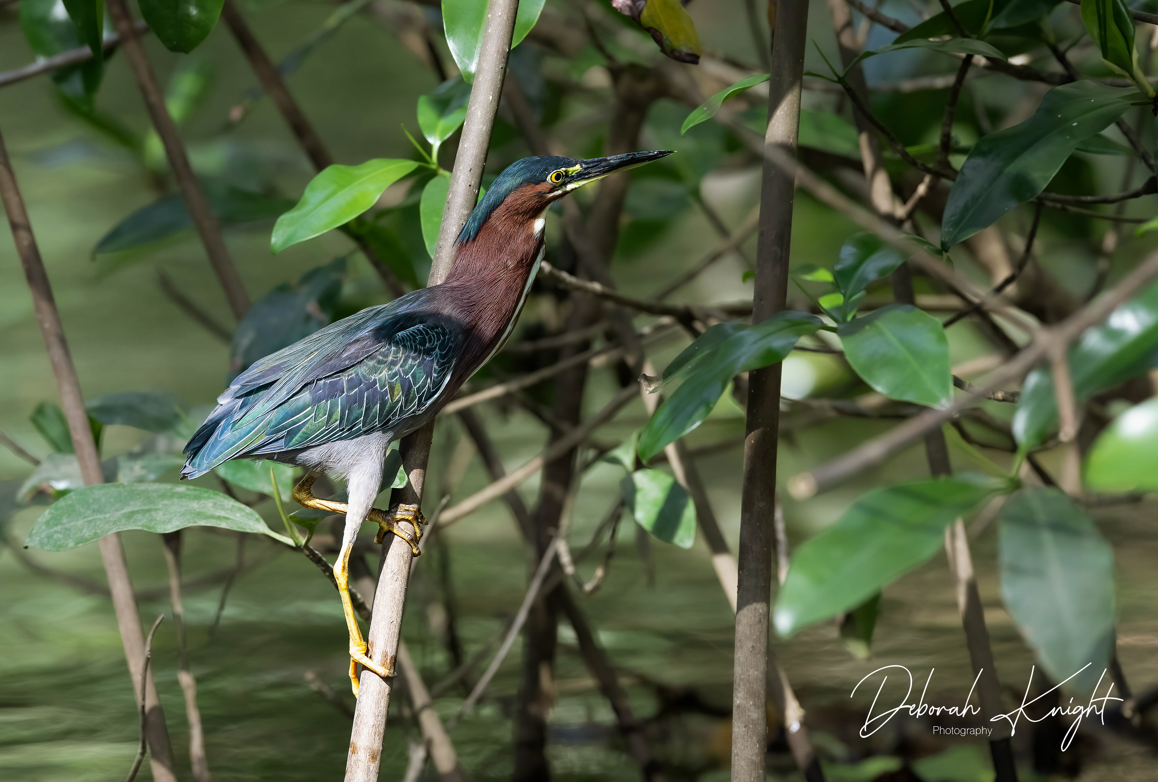 Green Heron