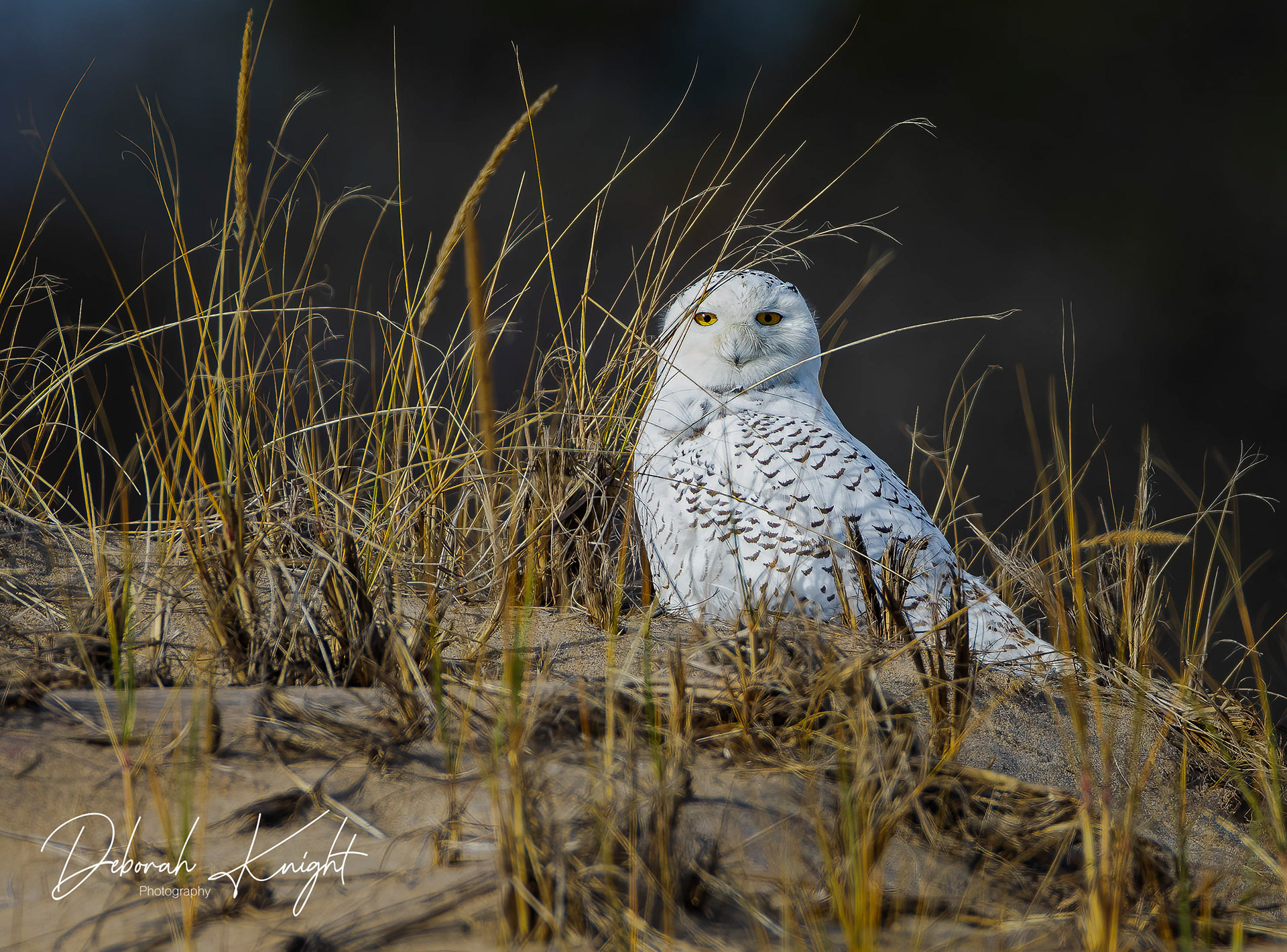 Snowy Owl