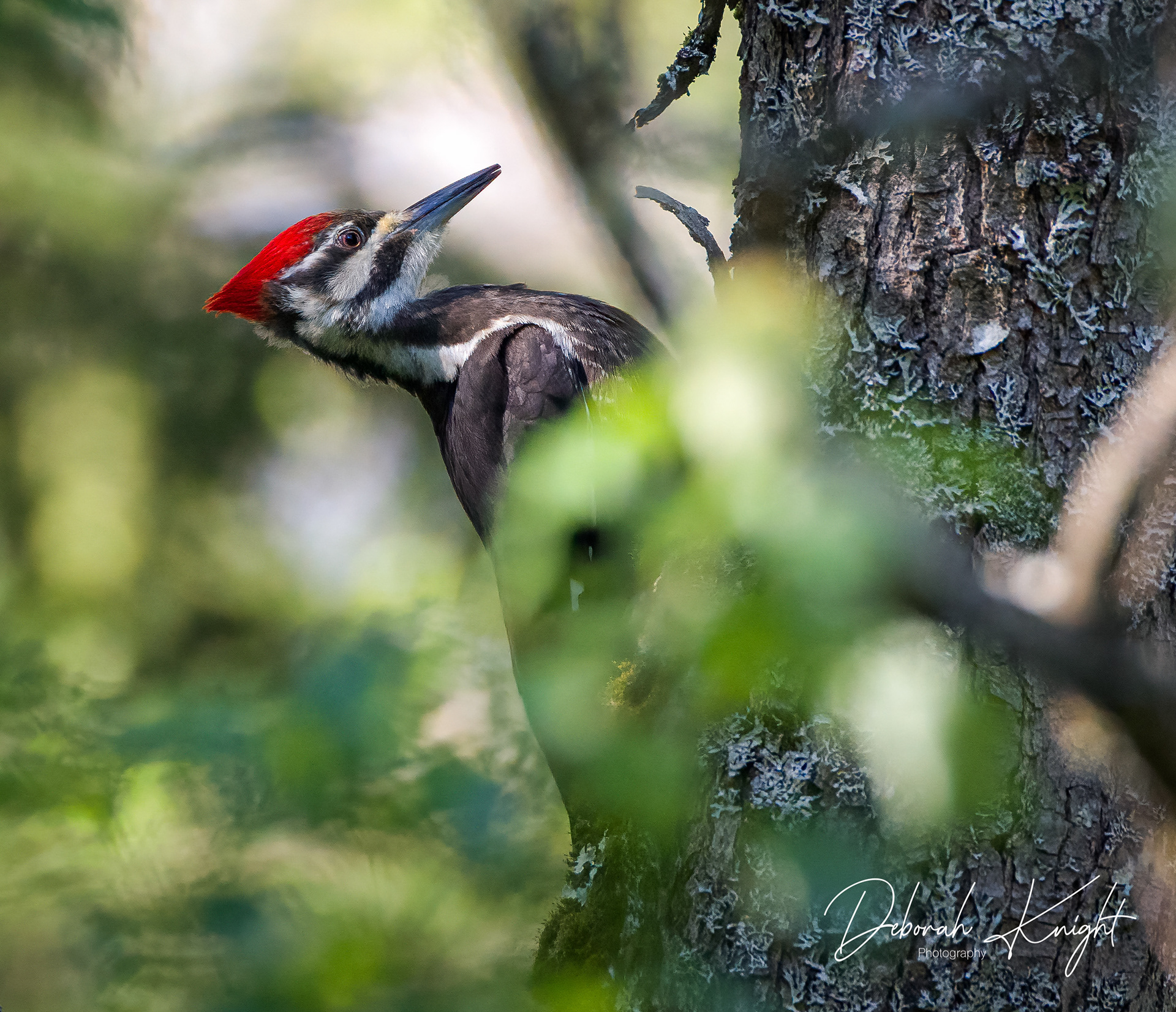 Pileated Woodpecker