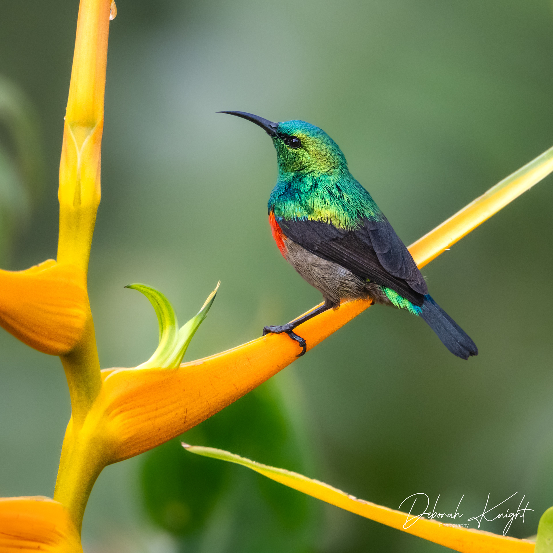 Olive-bellied Sunbird