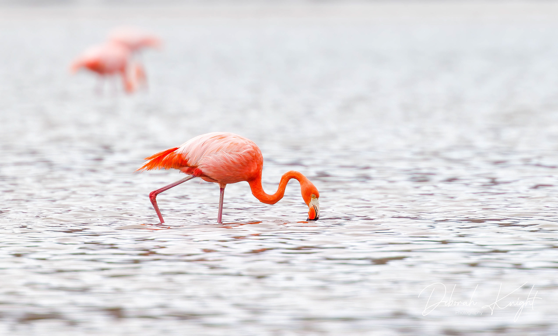 American Flamingo