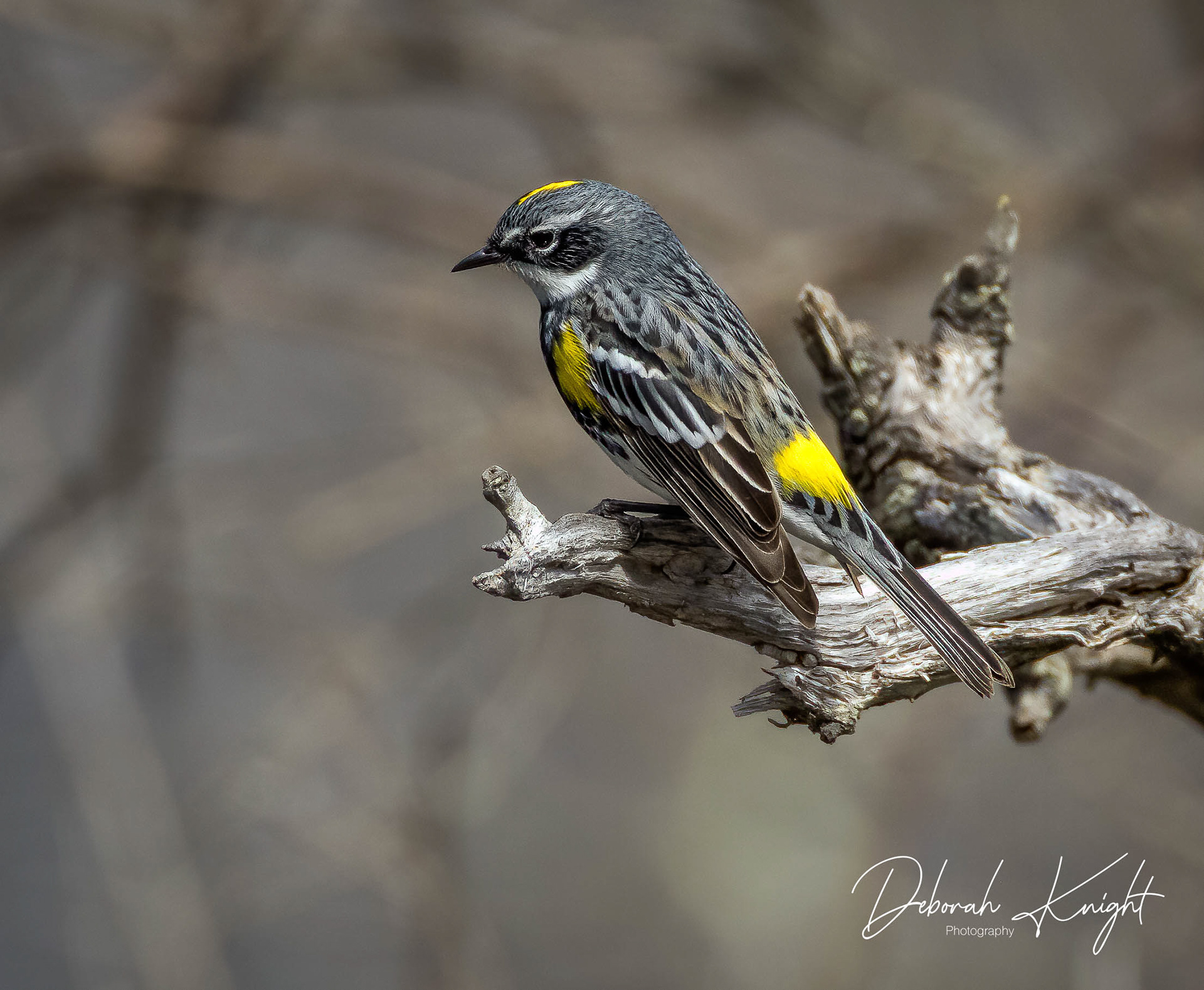 Yellow-Rumped Warbler