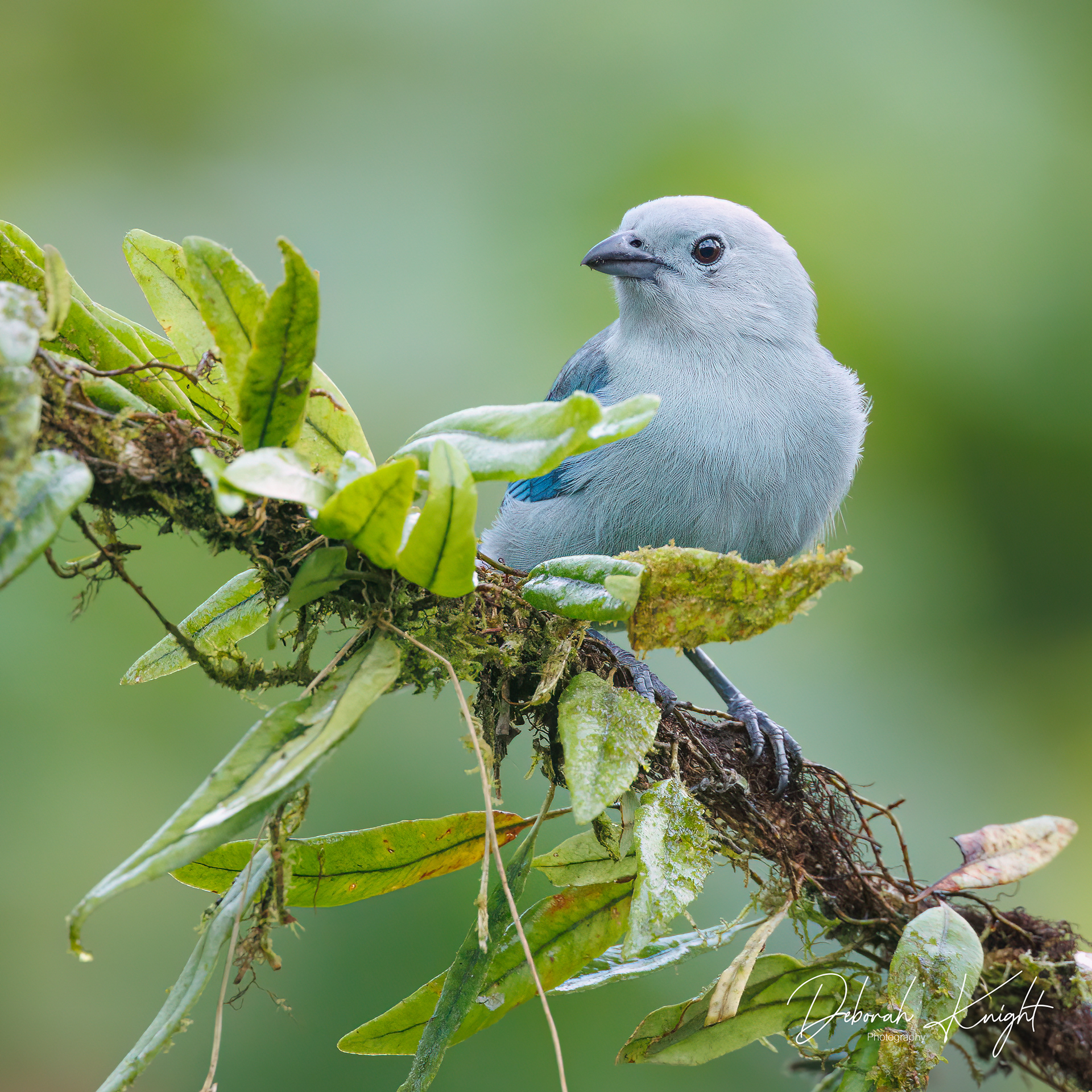 Blue-gray Tanager