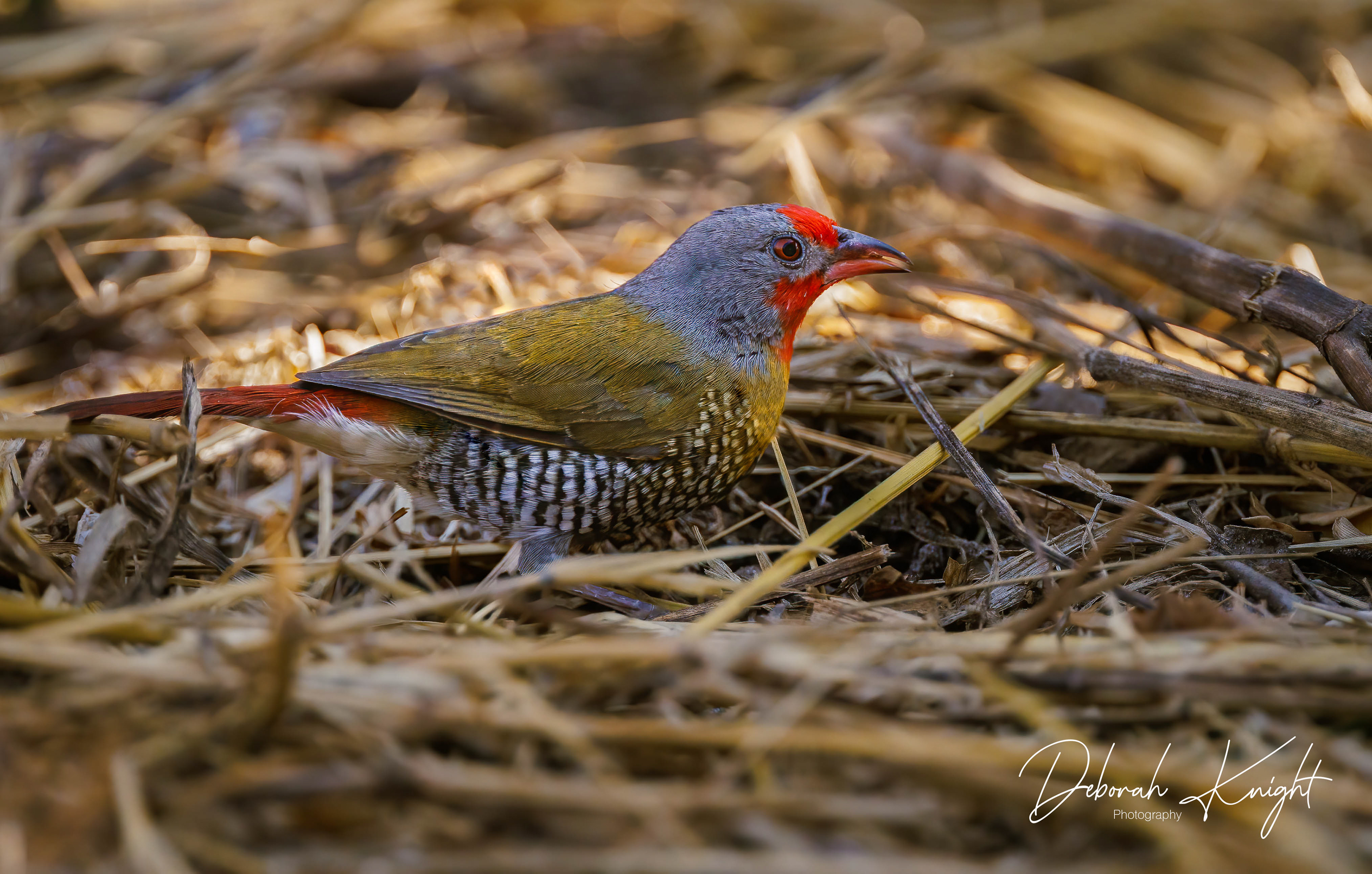 Green-Winged Pytilia