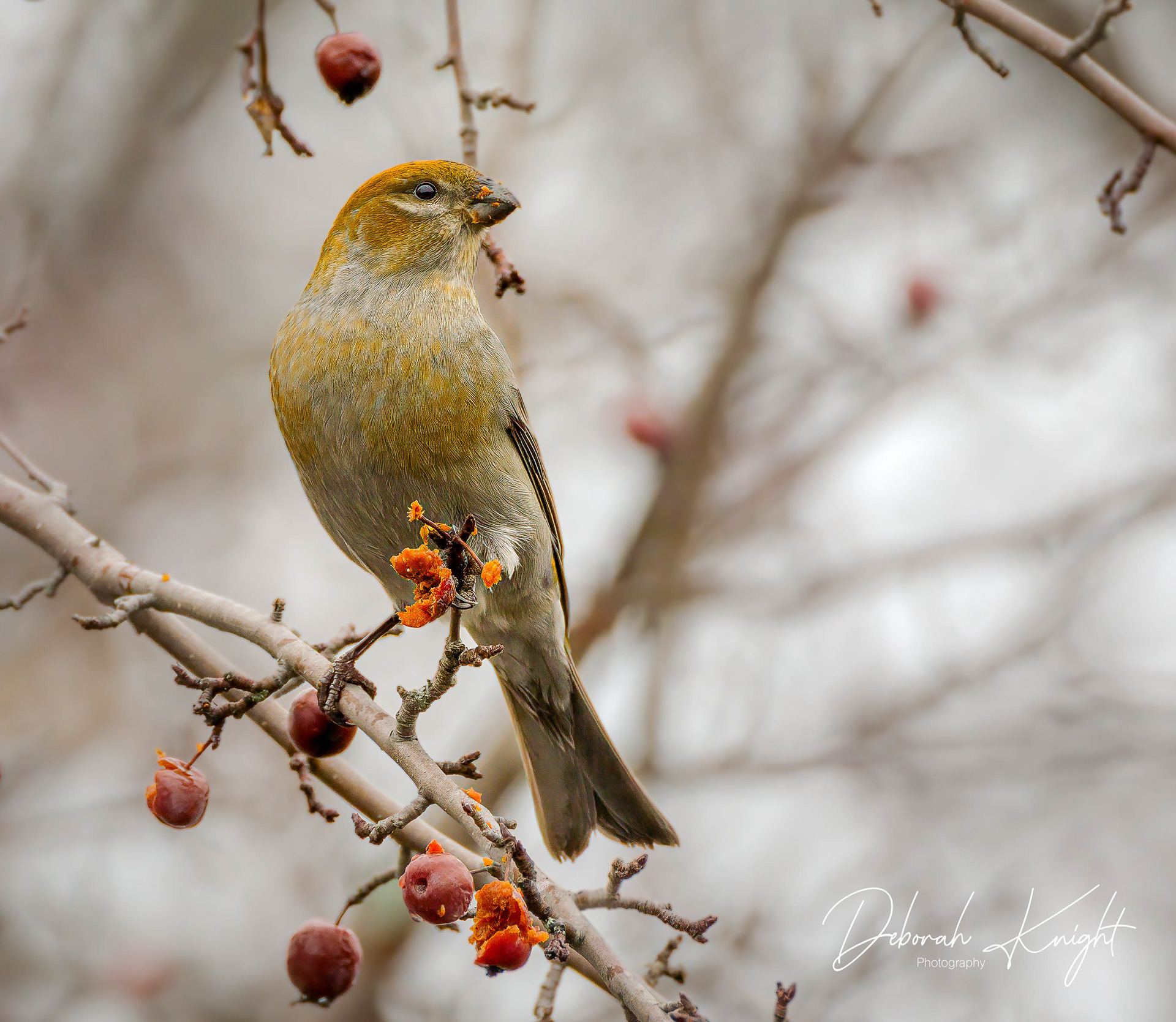 Pine Grosbeak