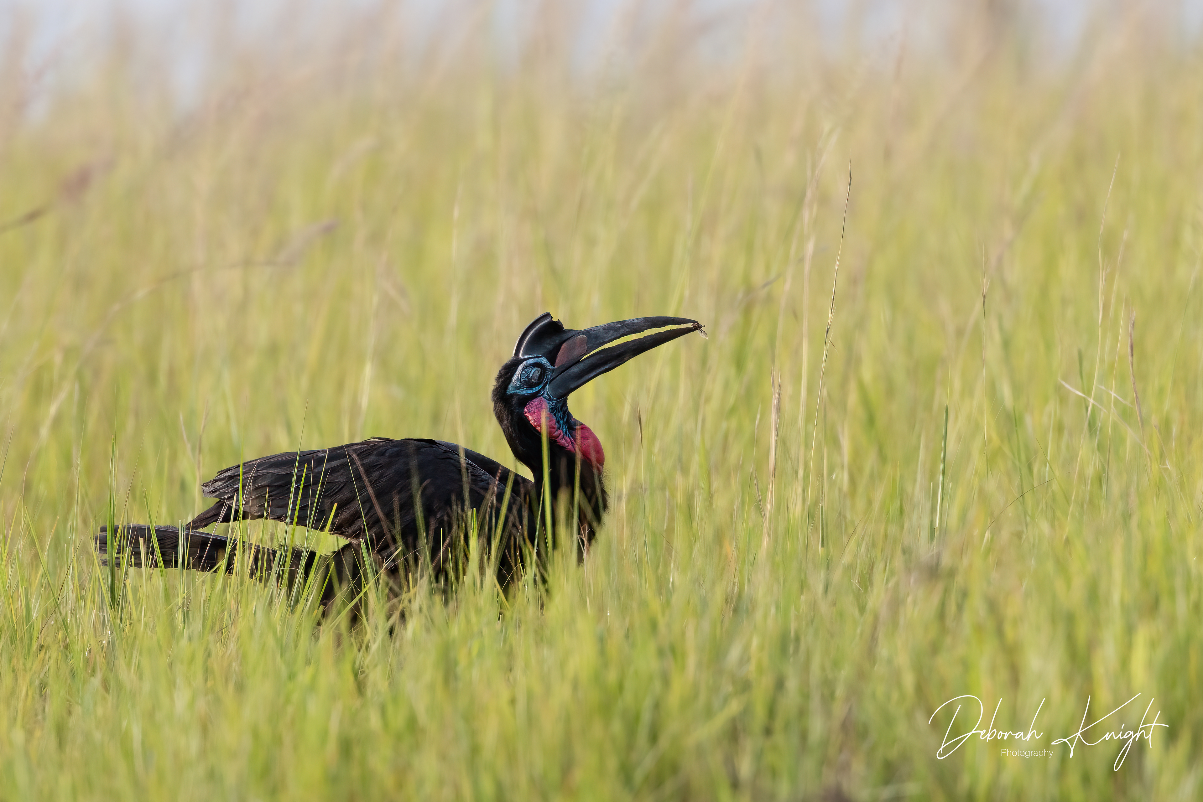 Abyssinian Ground-Hornbill