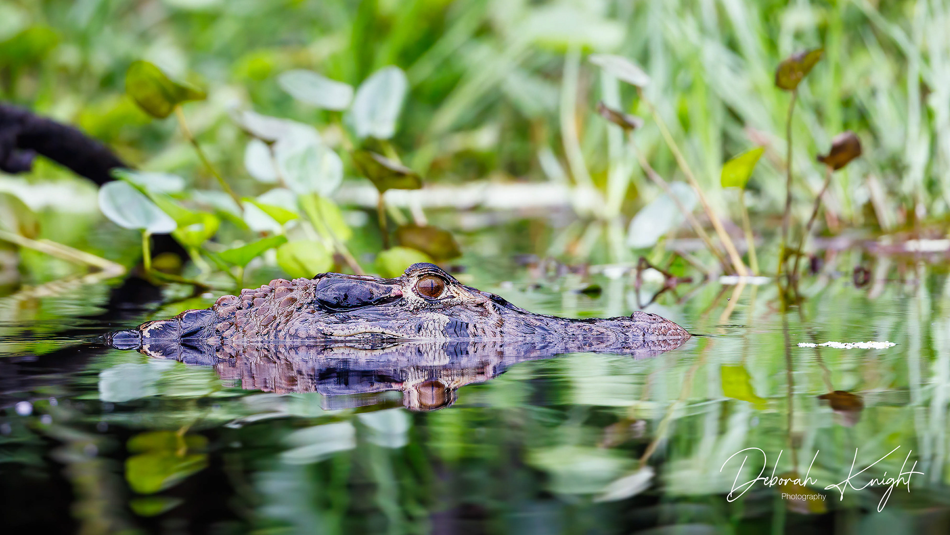 Caiman